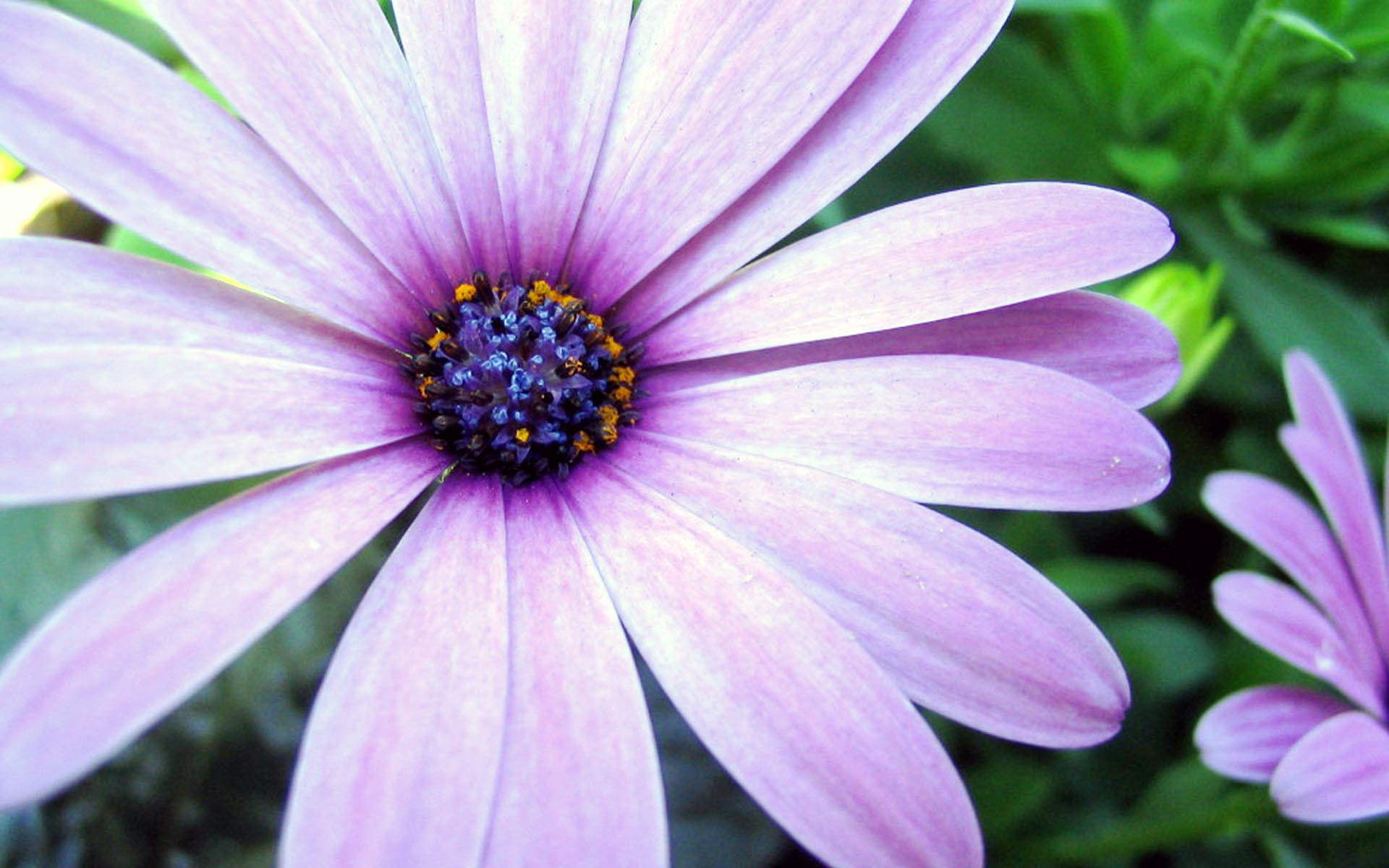 Fiore aster viola macro, 1920x1200 WUXGA, PC Desktop