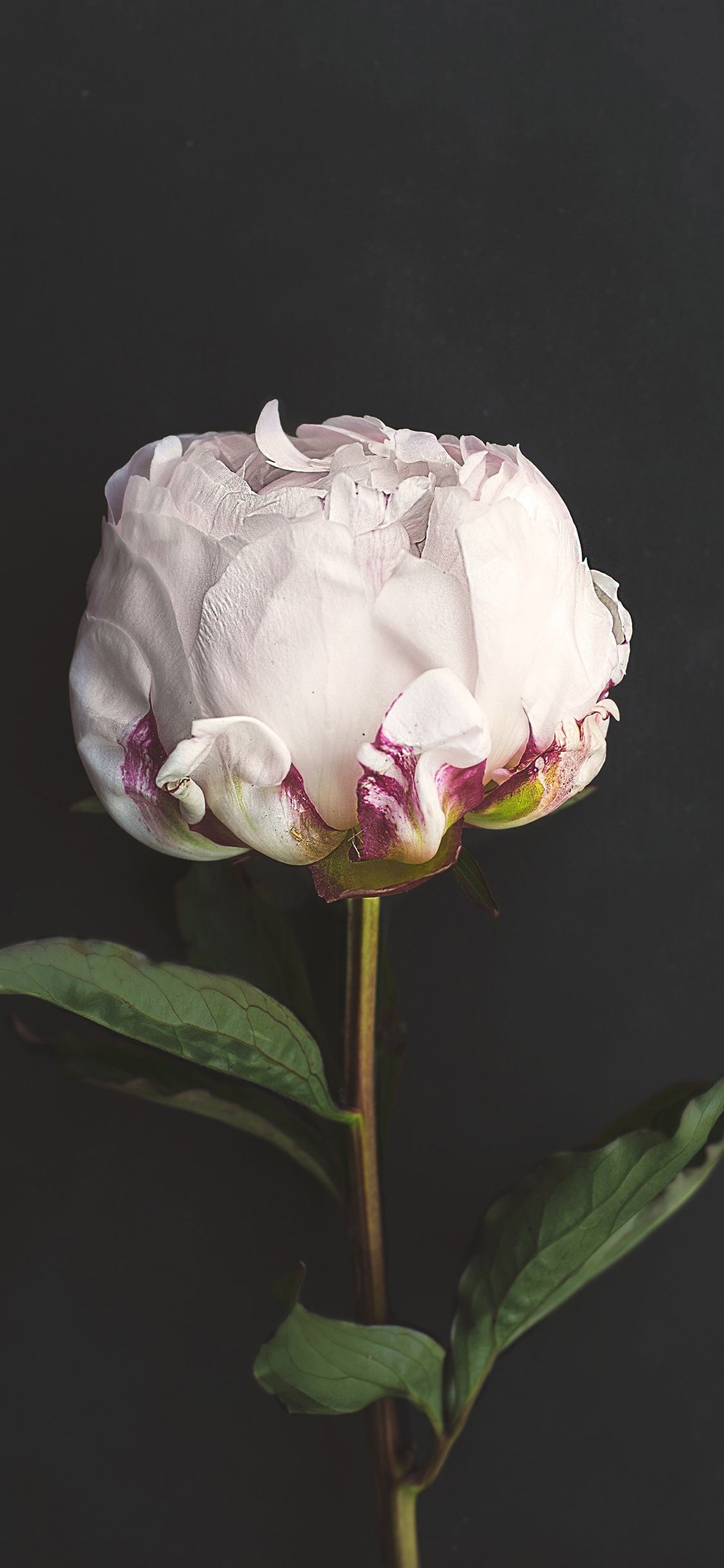 Peonia bianca su sfondo scuro, 1125x2436 Full HD Verticale, iPhone Air