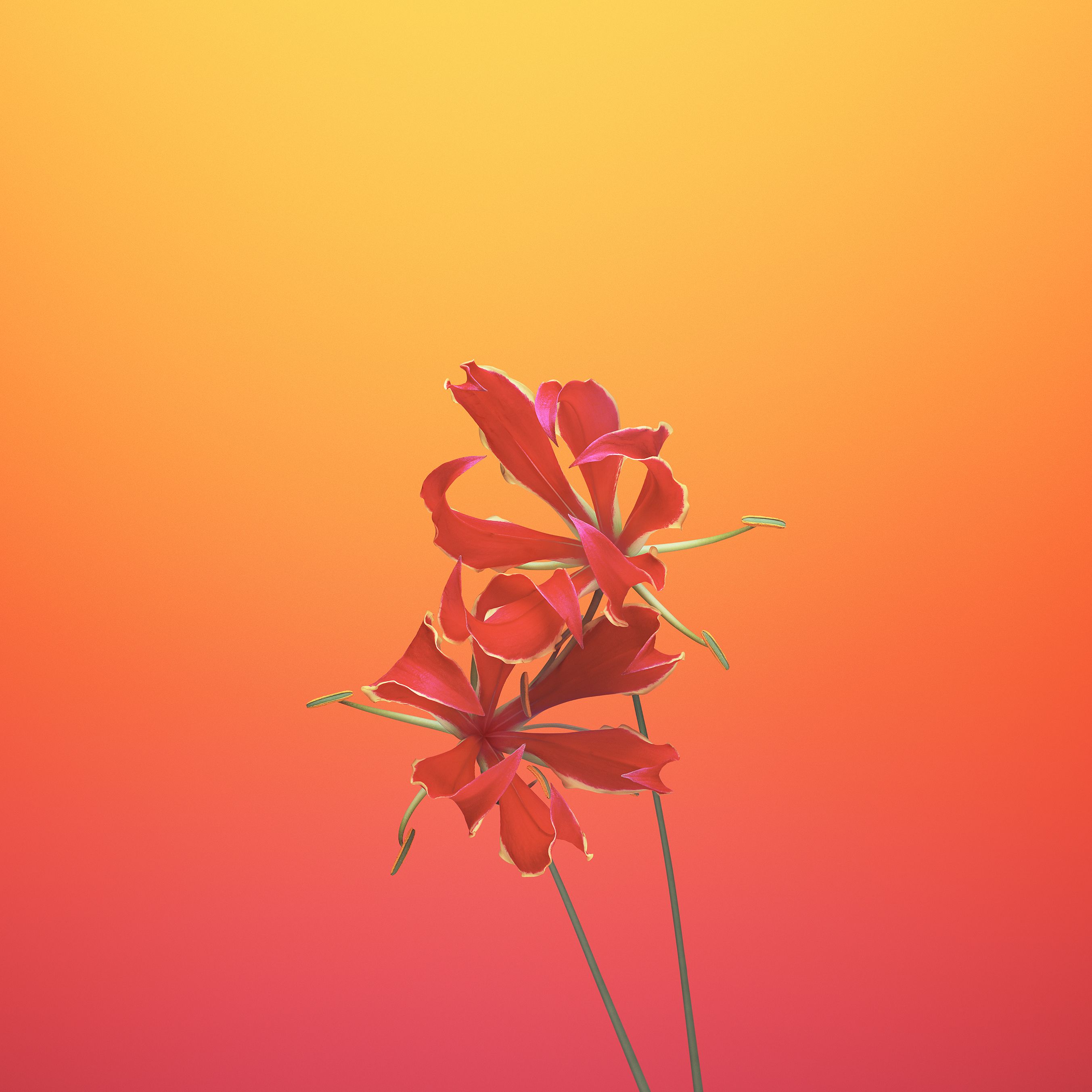 Fiori rossi su gradiente arancione, 2706x2706 2K+, PC