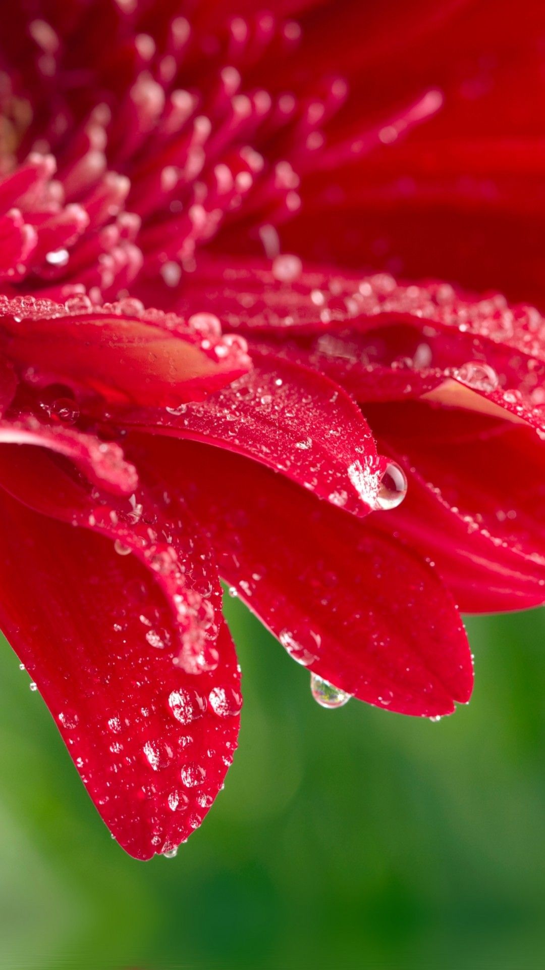 Gerbera rossa con gocce d'acqua, 1080x1920 Verticale, iPhone Pro