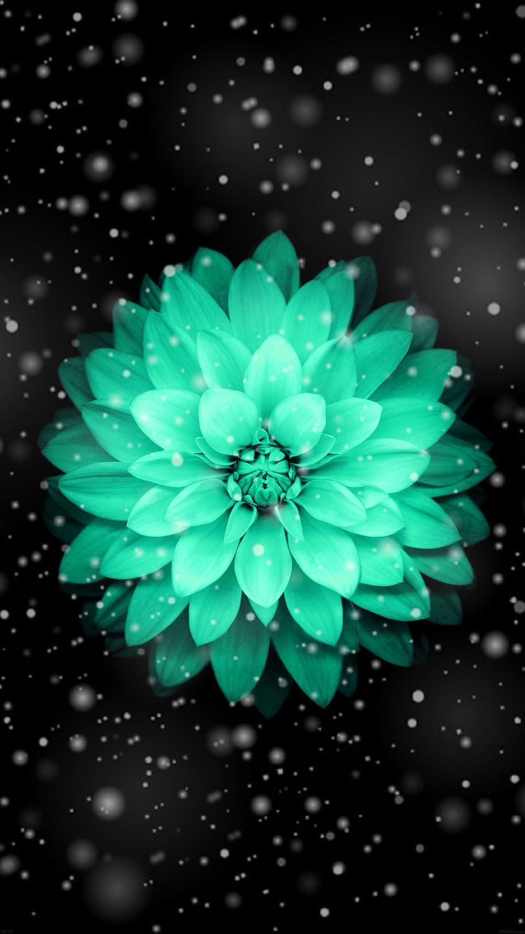 Fiore verde acqua su nero, 1061x1886 Full HD Verticale, iPhone