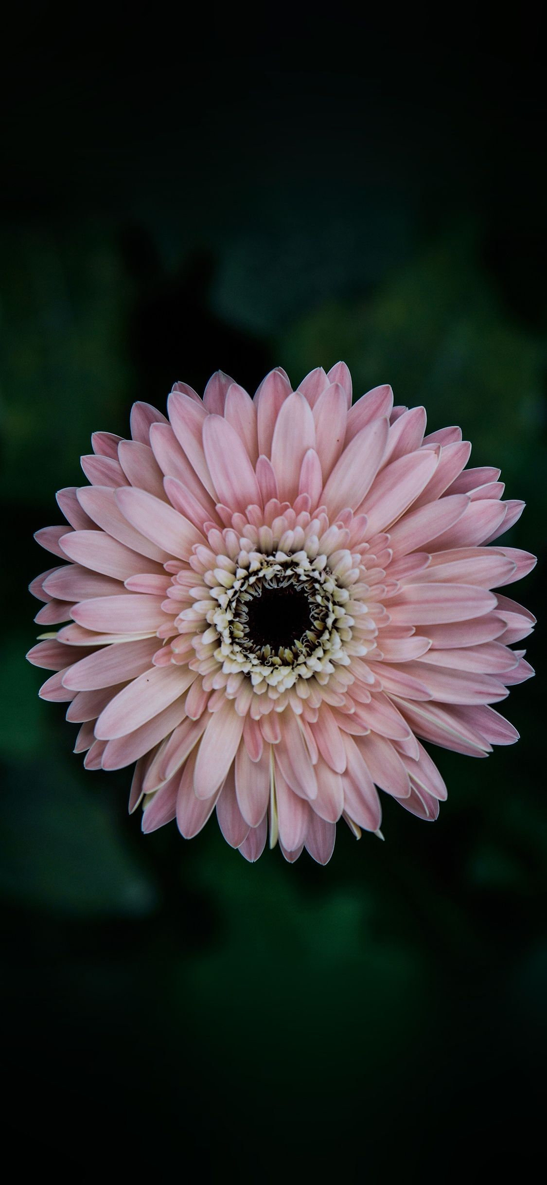 Fiore gerbera rosa scuro, 1125x2436 Full HD Verticale, iPhone Air