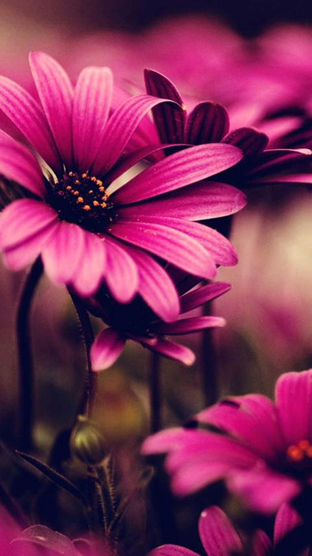 Fiori rosa margherite, 1080x1920 Verticale, iPhone