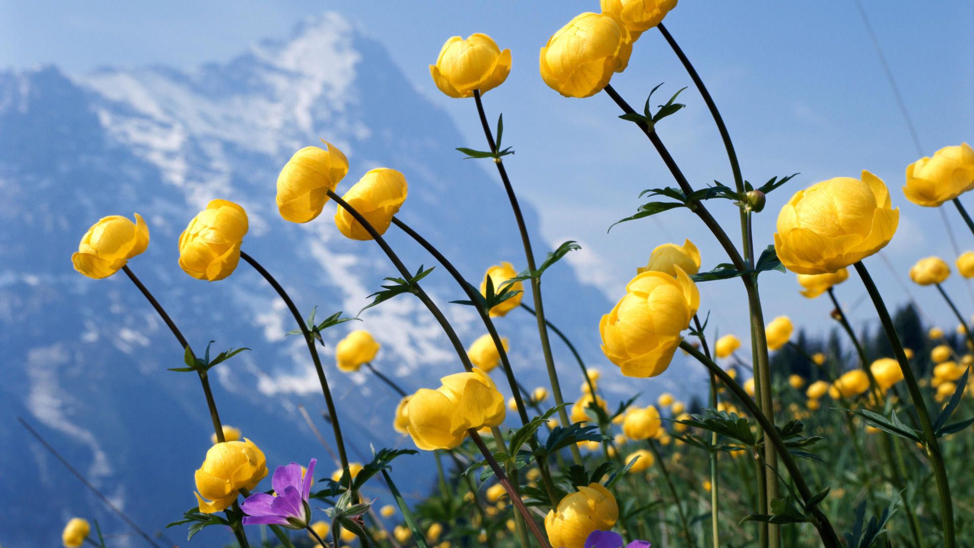 Fiori gialli montagna innevata, 1920x1080 Full HD 1080p, PC