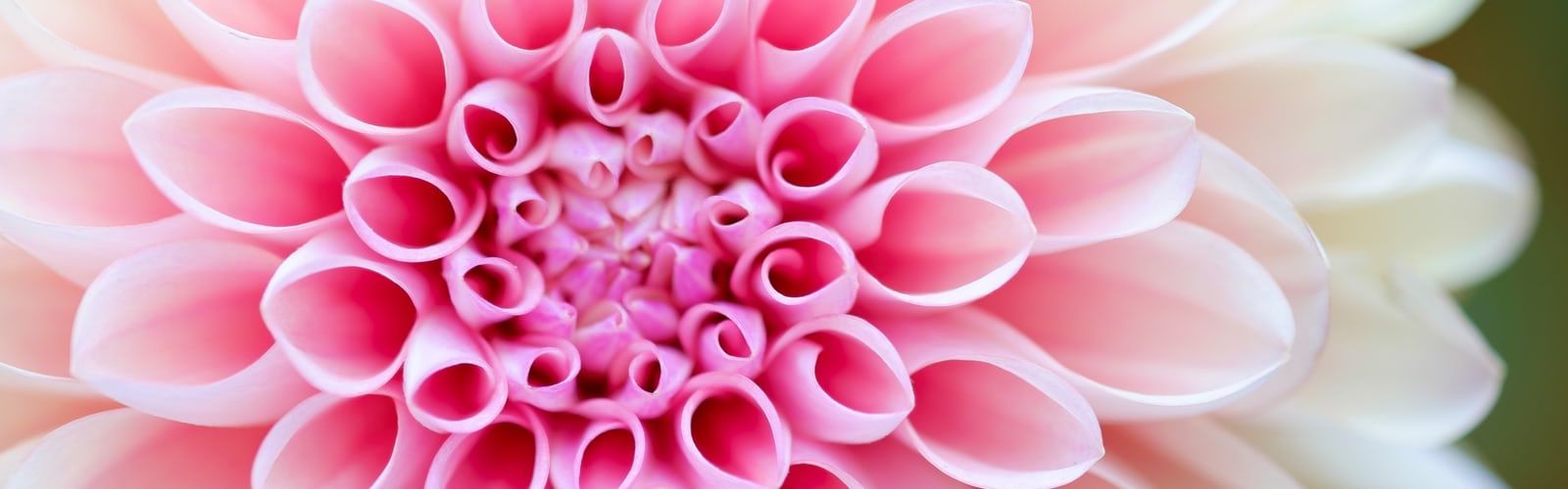 Dalia rosa macro, 1600x500 Ultrawide, PC Desktop