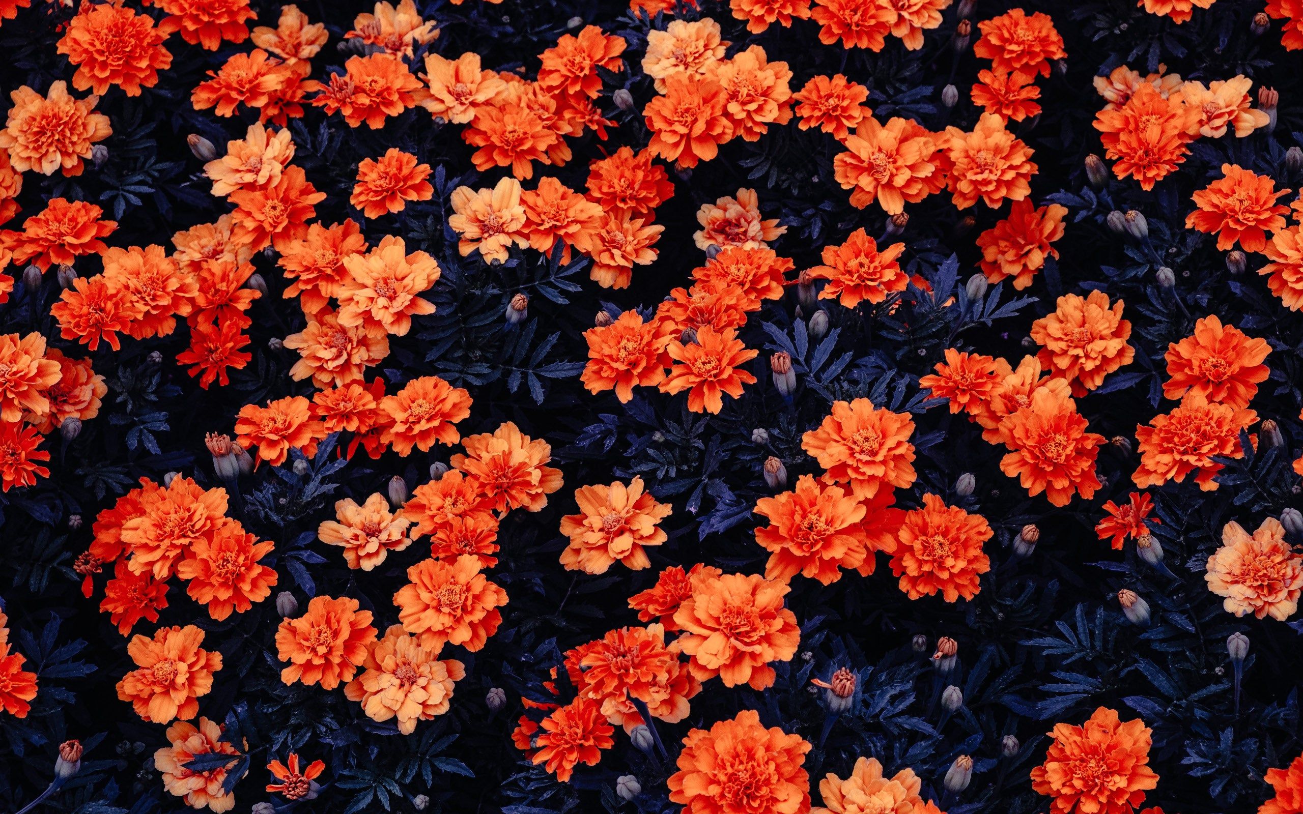 Fiori arancioni tagete, 2560x1600 2K+, Laptop