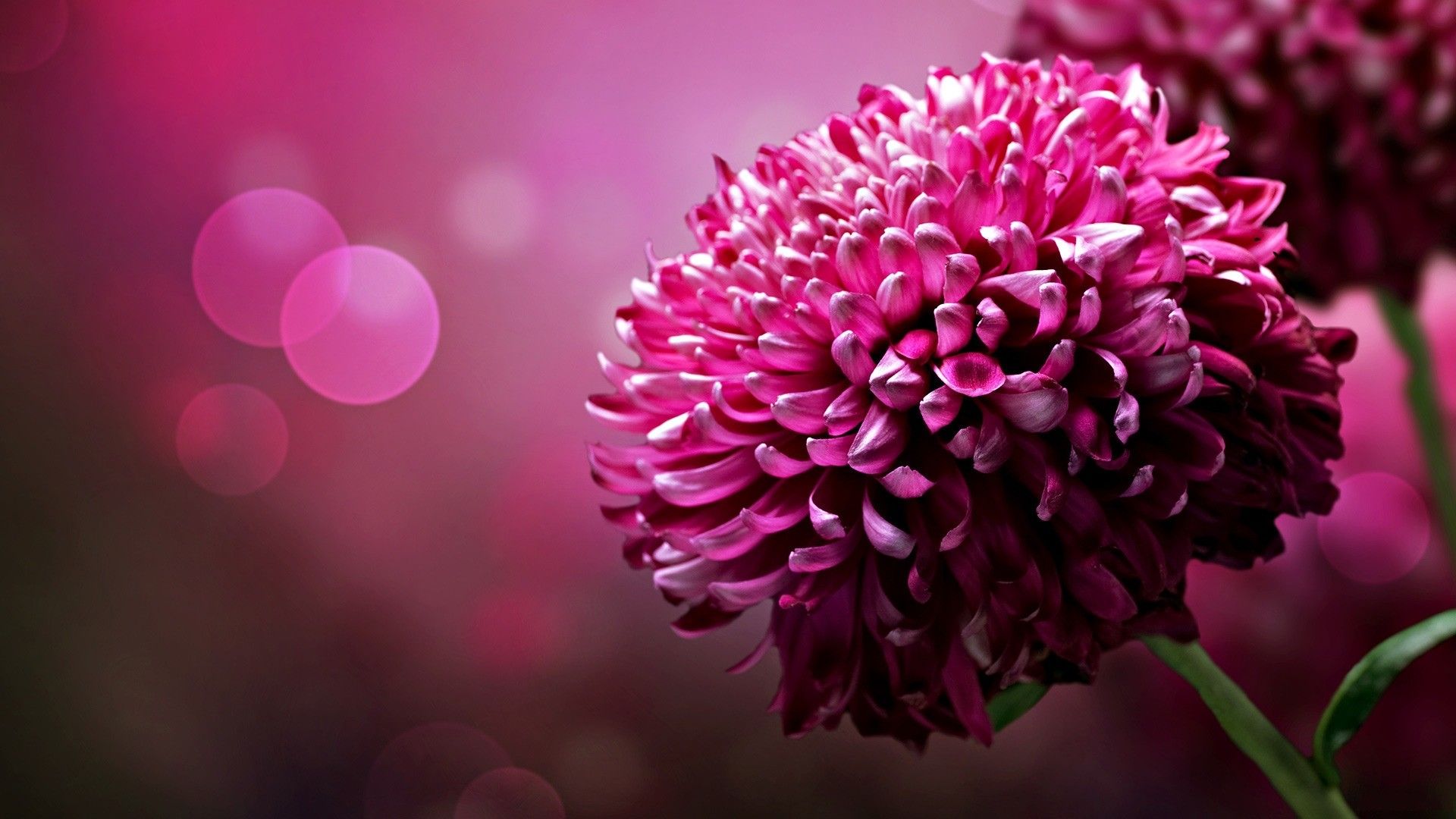 Crisantemo rosa fucsia, 1920x1080 Full HD 1080p, Desktop