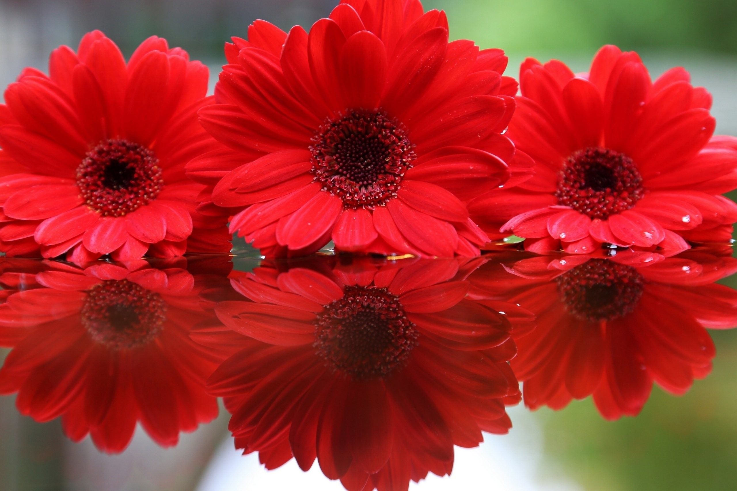 Gerbere rosse con riflesso, 2560x1707 WQXGA, PC
