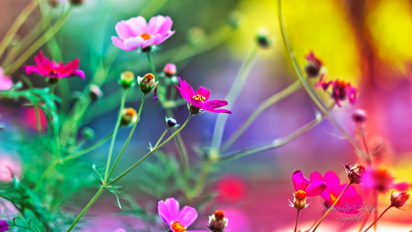 Fiori rosa cosmos colorati, 1600x900 HD, PC Desktop
