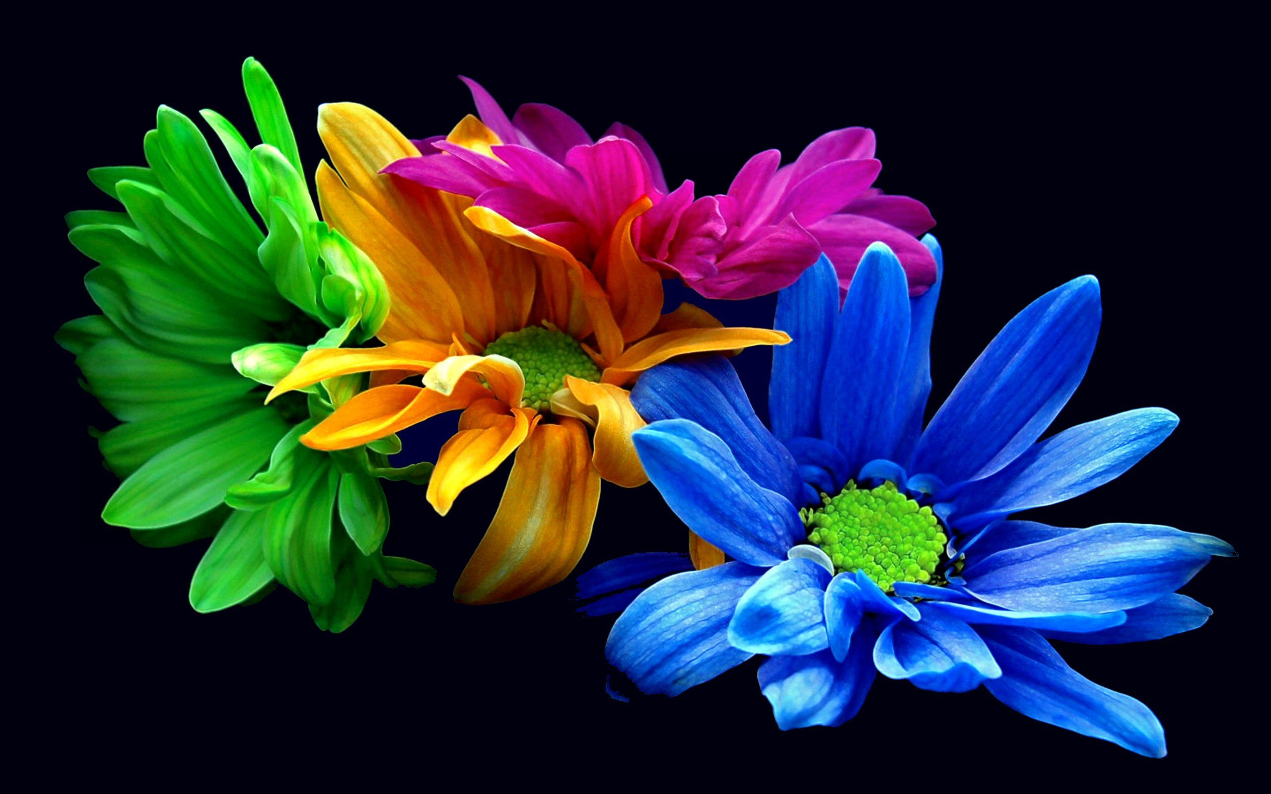 Fiori colorati su sfondo nero, 2560x1600 WQXGA, Laptop