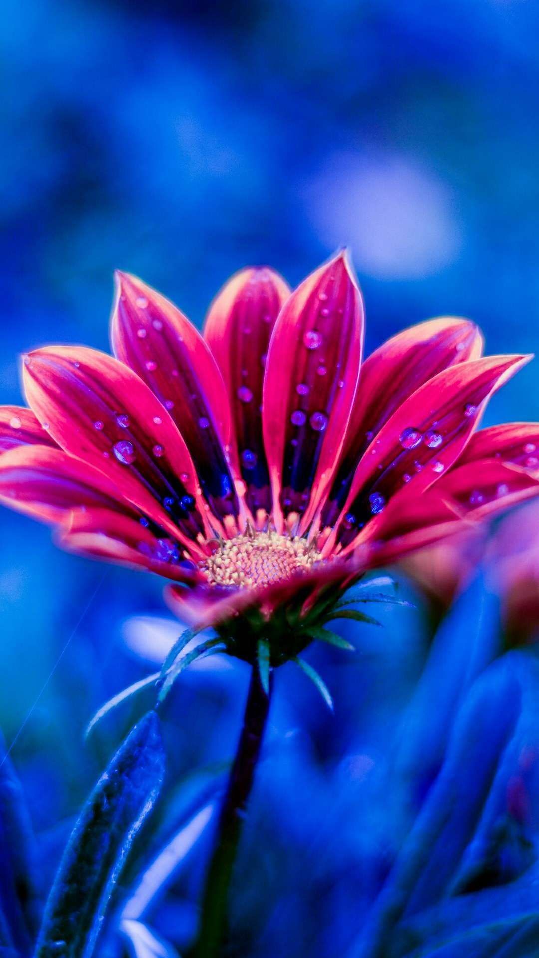 Fiore rosa su sfondo blu, 1080x1920 Full HD Verticale, Samsung Galaxy
