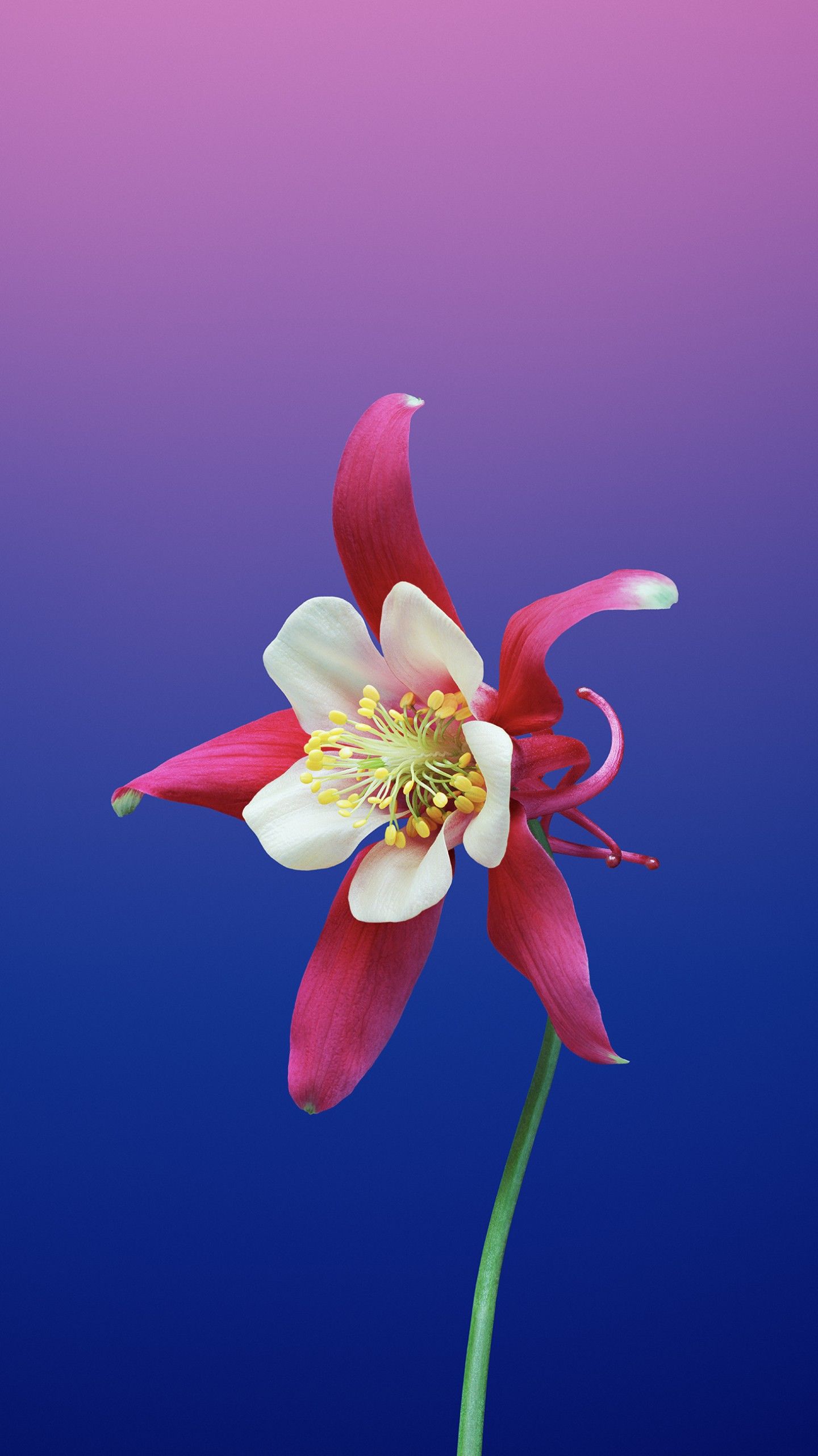 Fiore aquilegia rosa e blu, 1440x2560 Verticale, Mobile