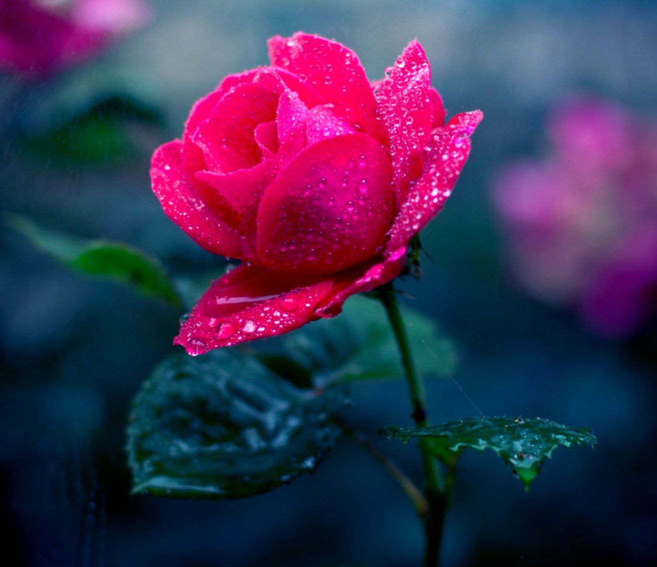 Rosa rossa con gocce d'acqua, 1315x1135 HD, Desktop