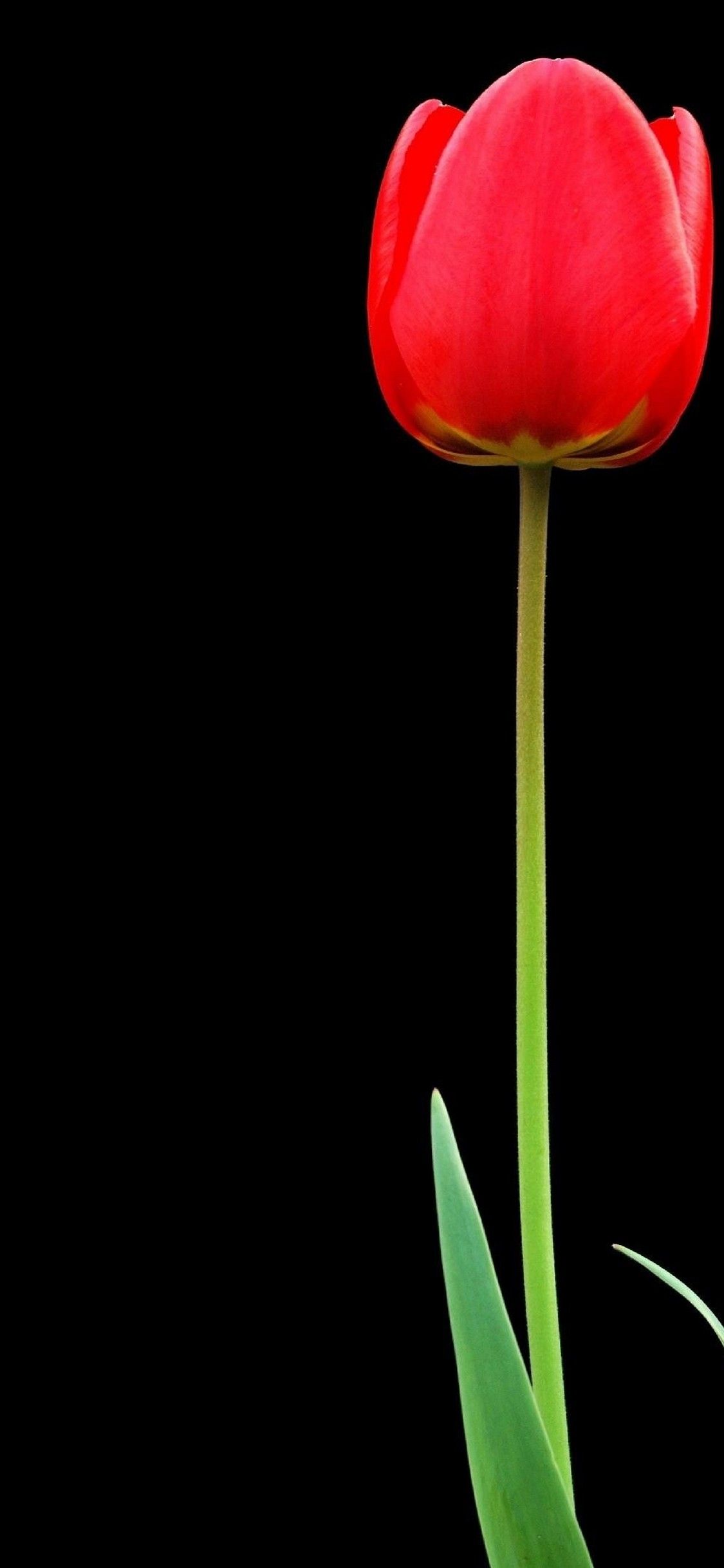 Tulipano rosso su nero, 1125x2436 Full HD Verticale, iPhone