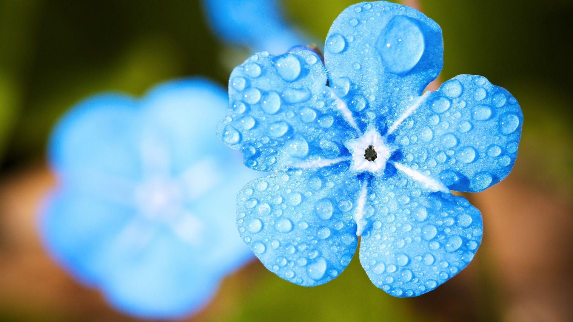 Fiori blu con gocce d'acqua, 1920x1080 Full HD 1080p, PC Desktop