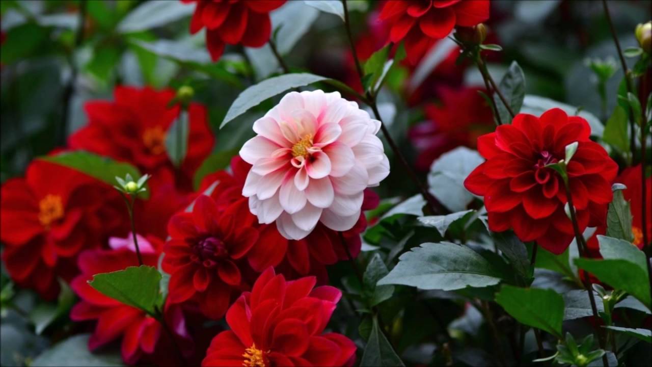 Dalie rosse e bianche, 1280x720 720p, PC