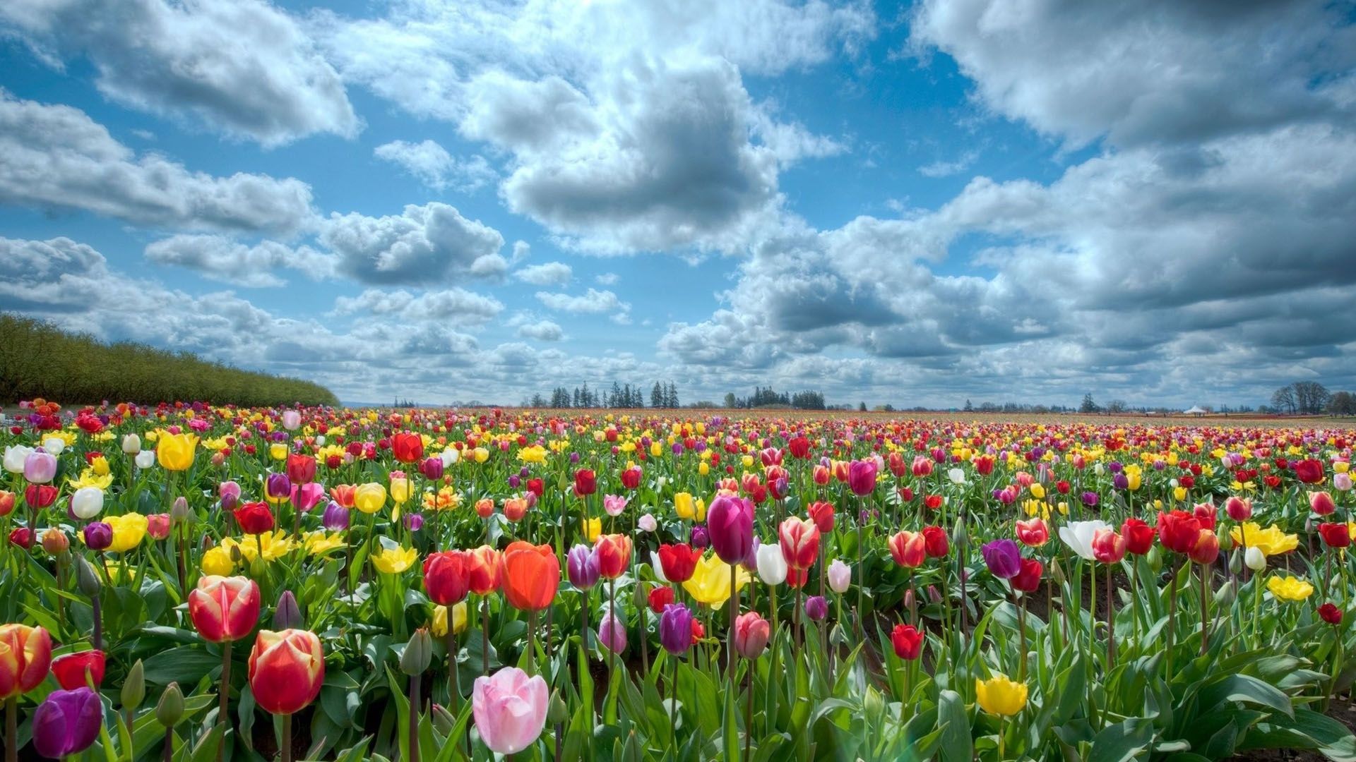 Campo di tulipani colorati, 1920x1080 Full HD 1080p, Desktop