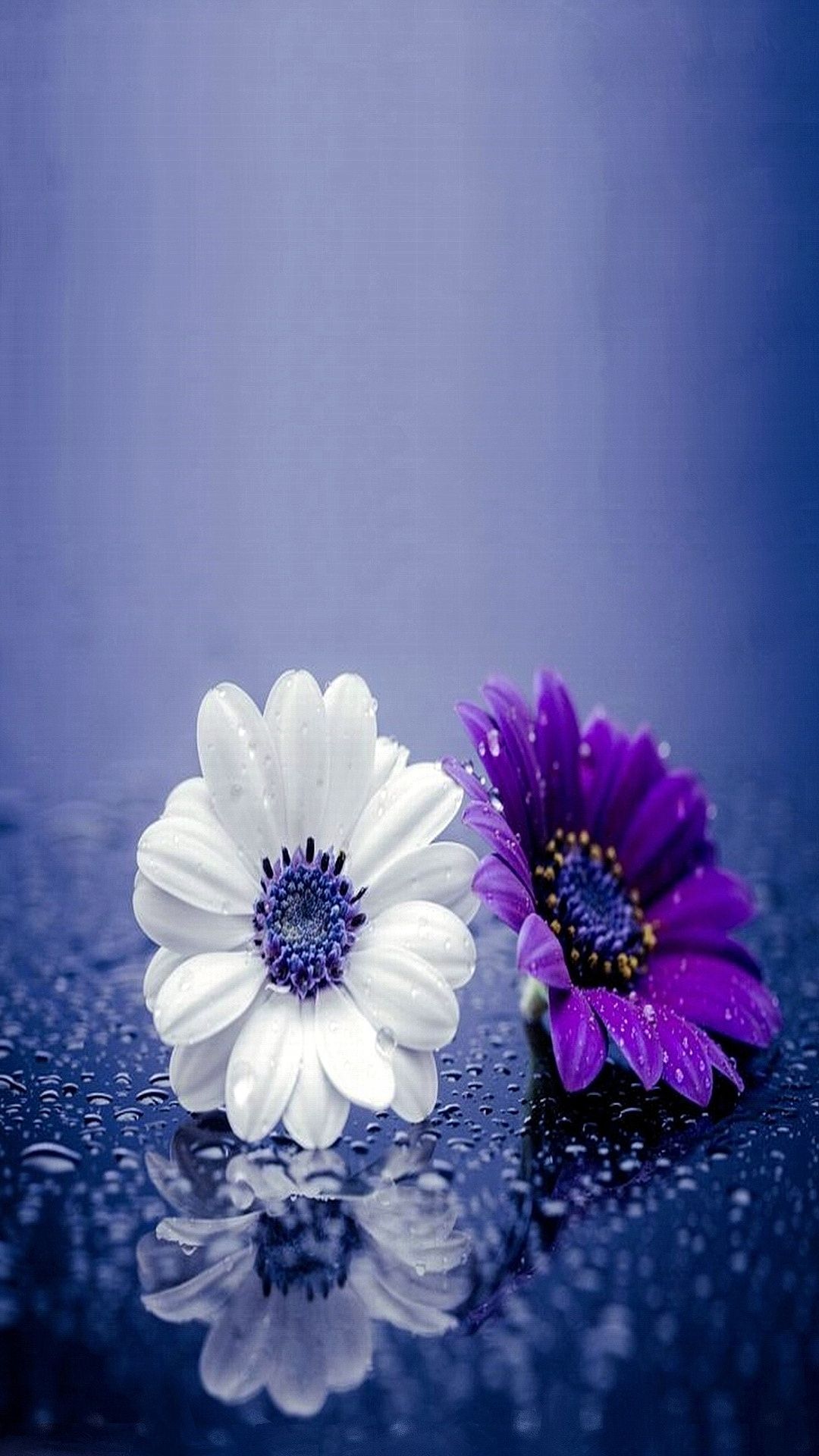 Fiori bianco e viola con gocce, 1080x1920 Verticale, Telefono