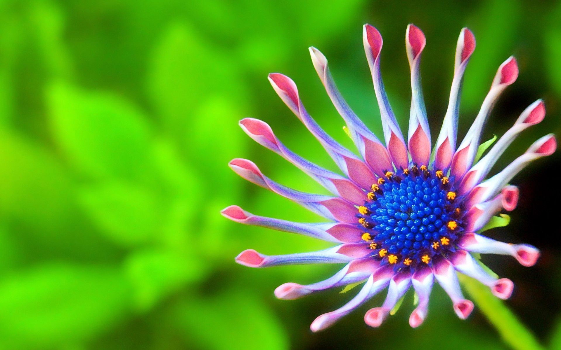 di Fiori, 1920x1200 Full HD+, Desktop