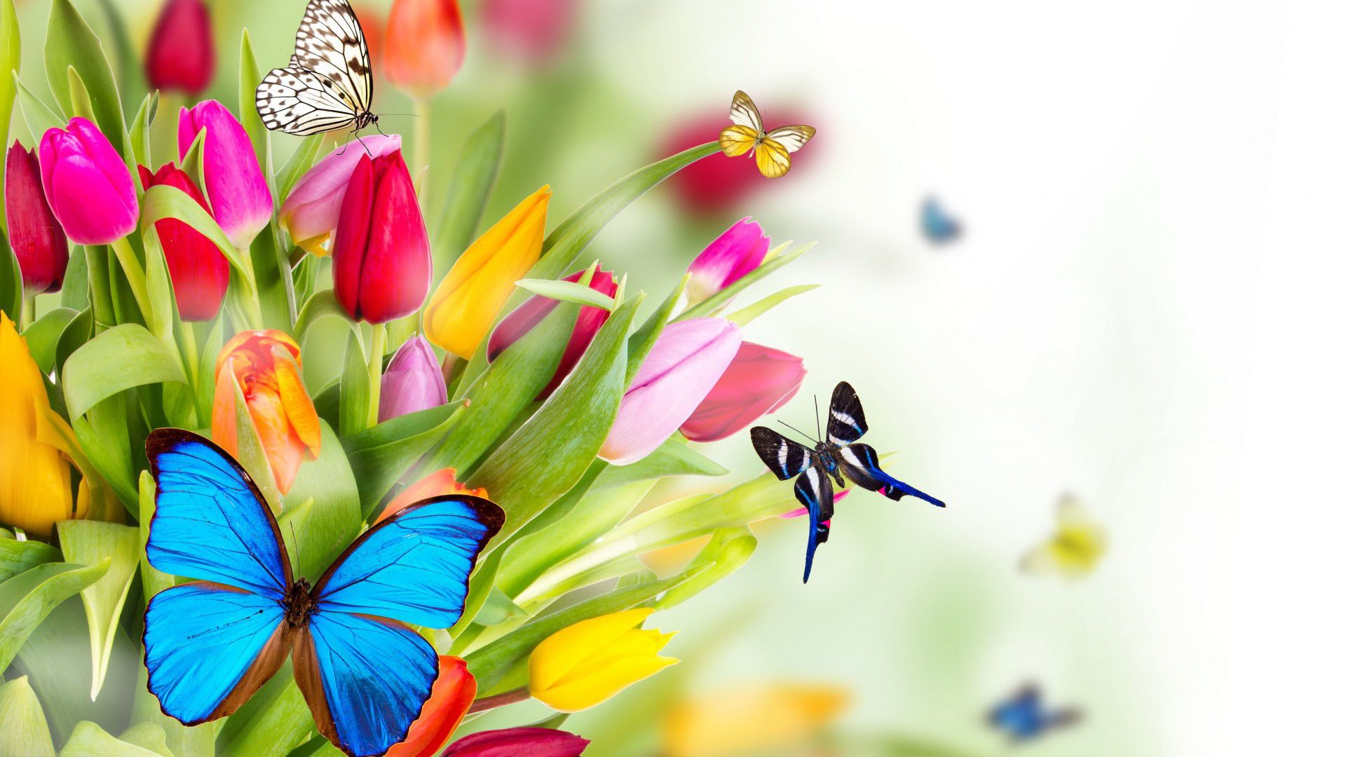 Farfalle colorate e tulipani, 1920x1080 1080p, Laptop