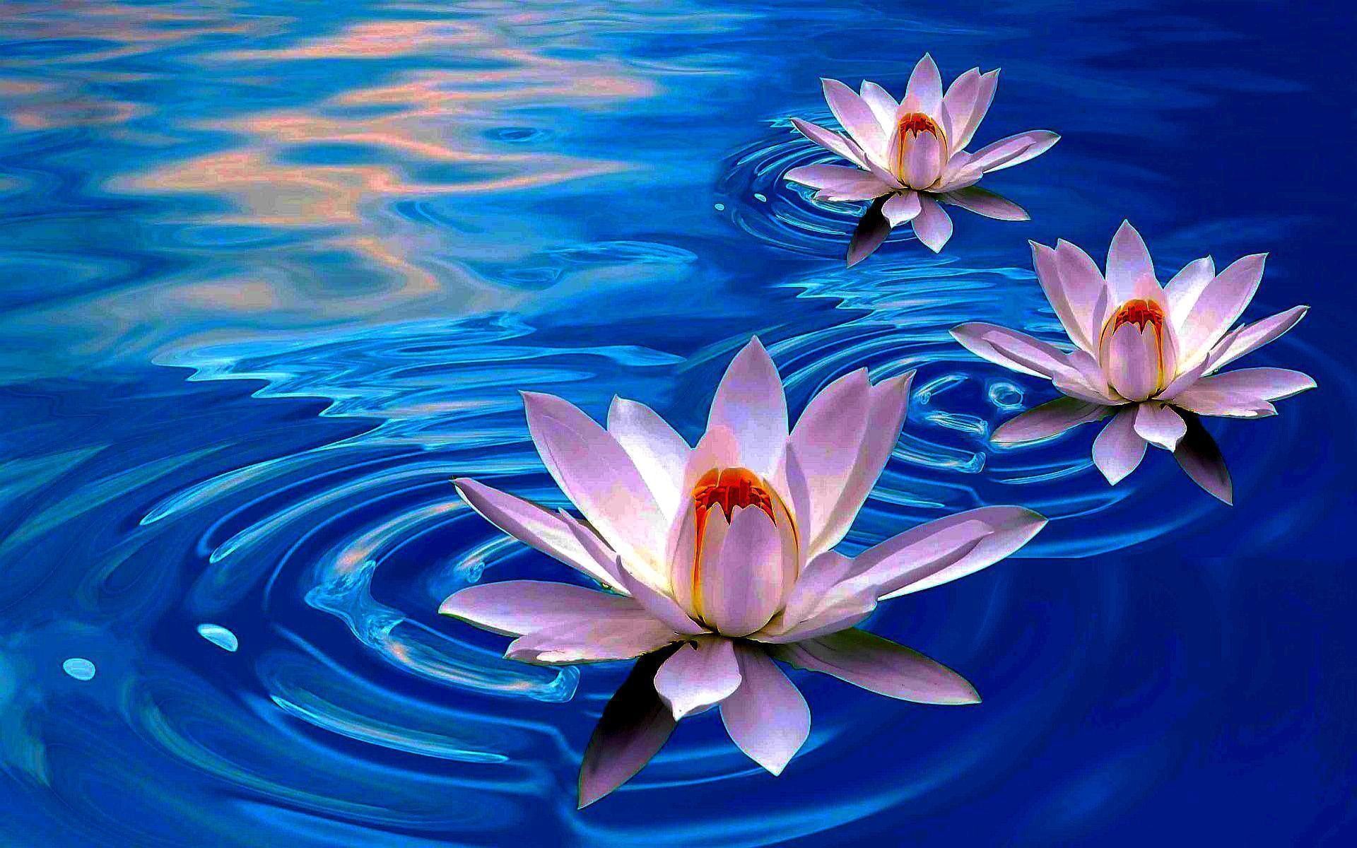 Fiori di loto rosa acqua blu, 1920x1200 Full HD+ WUXGA, Desktop