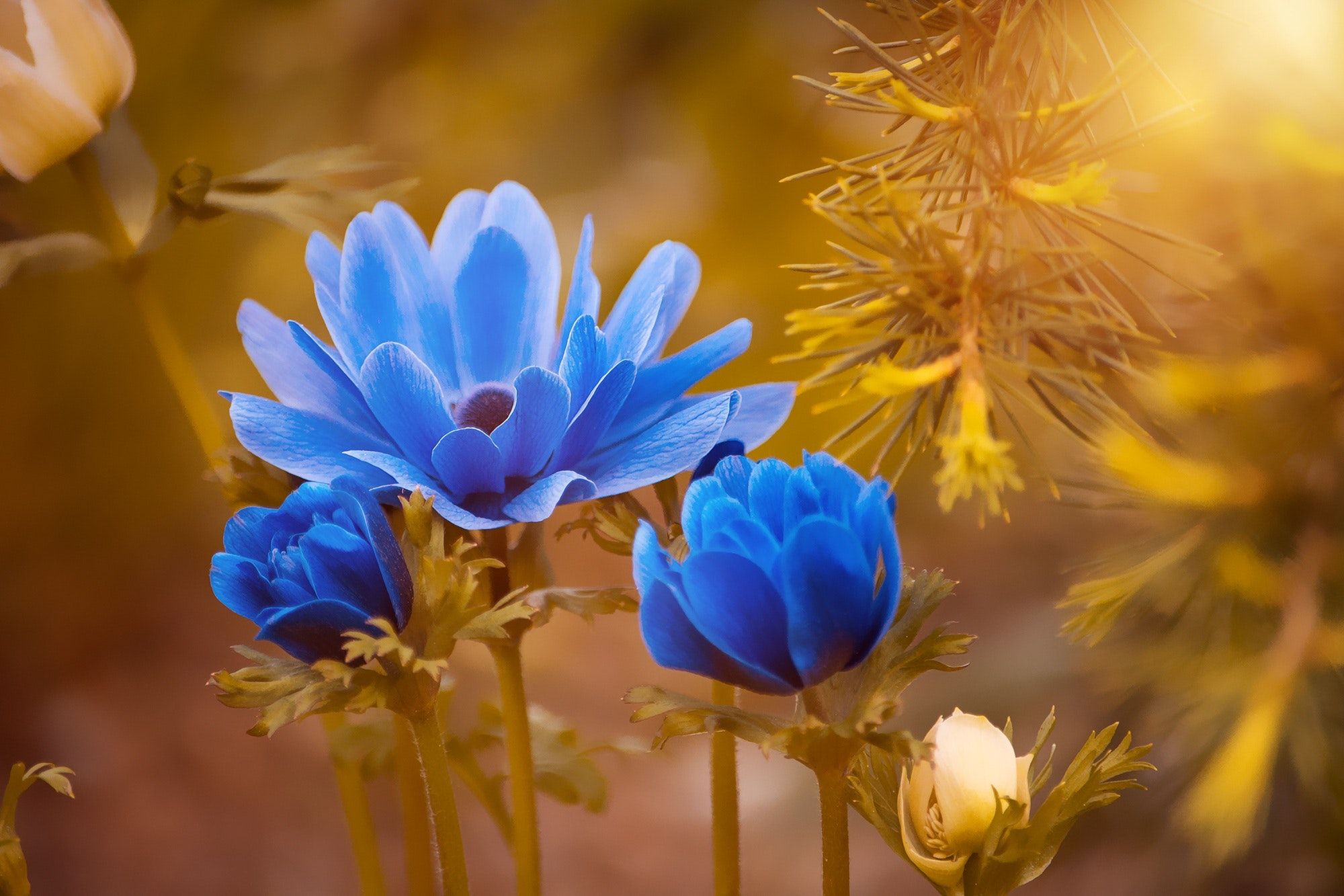 Fiori blu anemoni controluce, 2000x1333 alta risoluzione, Desktop