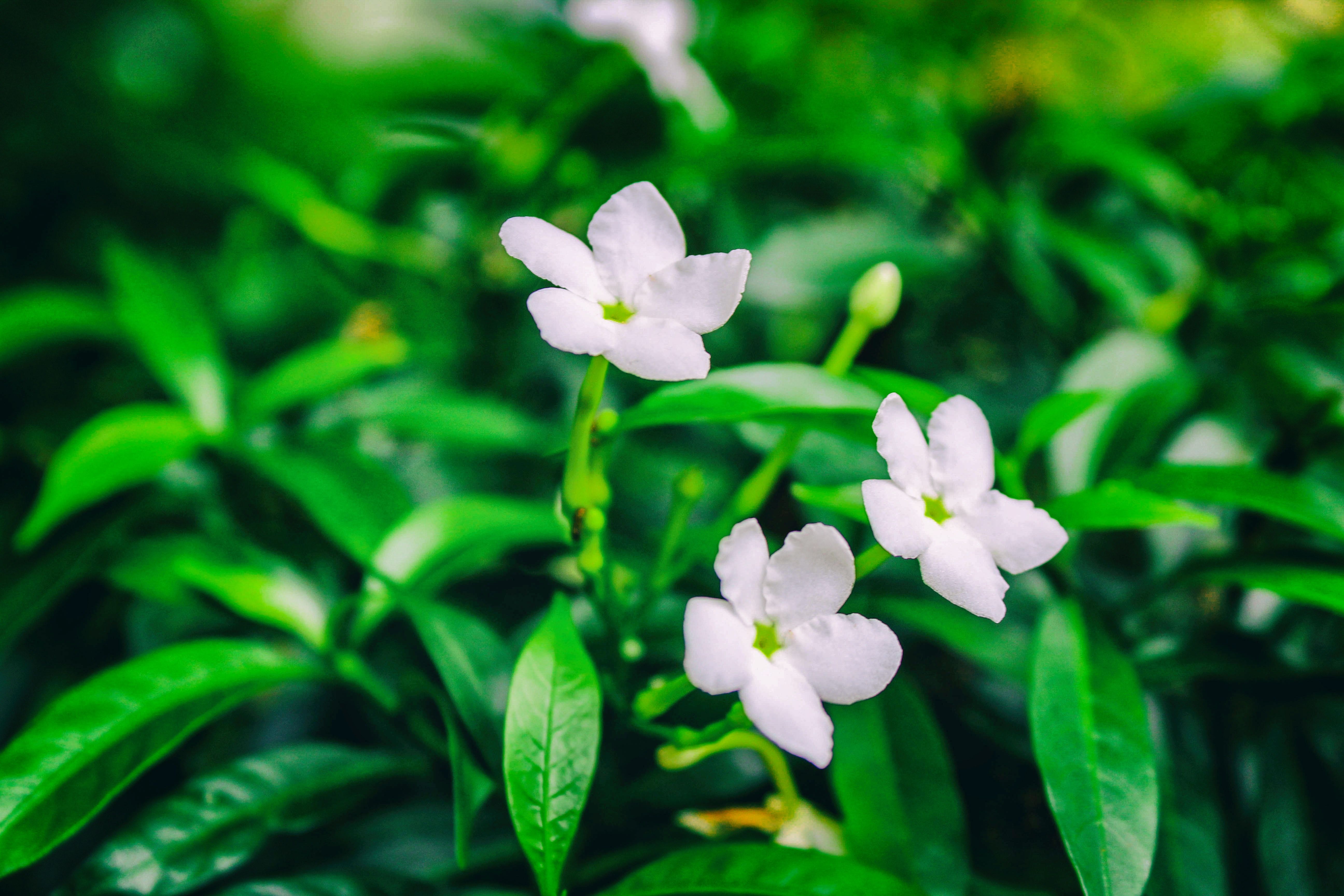 Fiori bianchi tra foglie verdi, 5184x3456 UHD, Monitor 4K