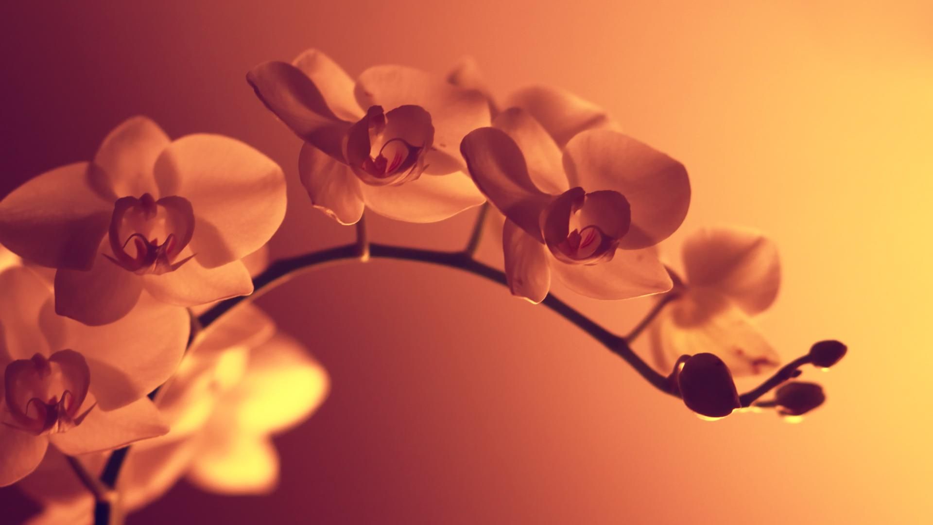 Orchidee arancioni al tramonto, 1920x1080 Full HD, PC Desktop