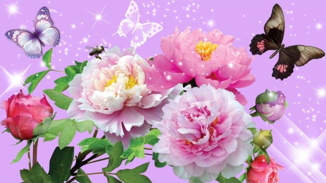 Peonie rosa con farfalle, 1280x720 HD, PC Desktop