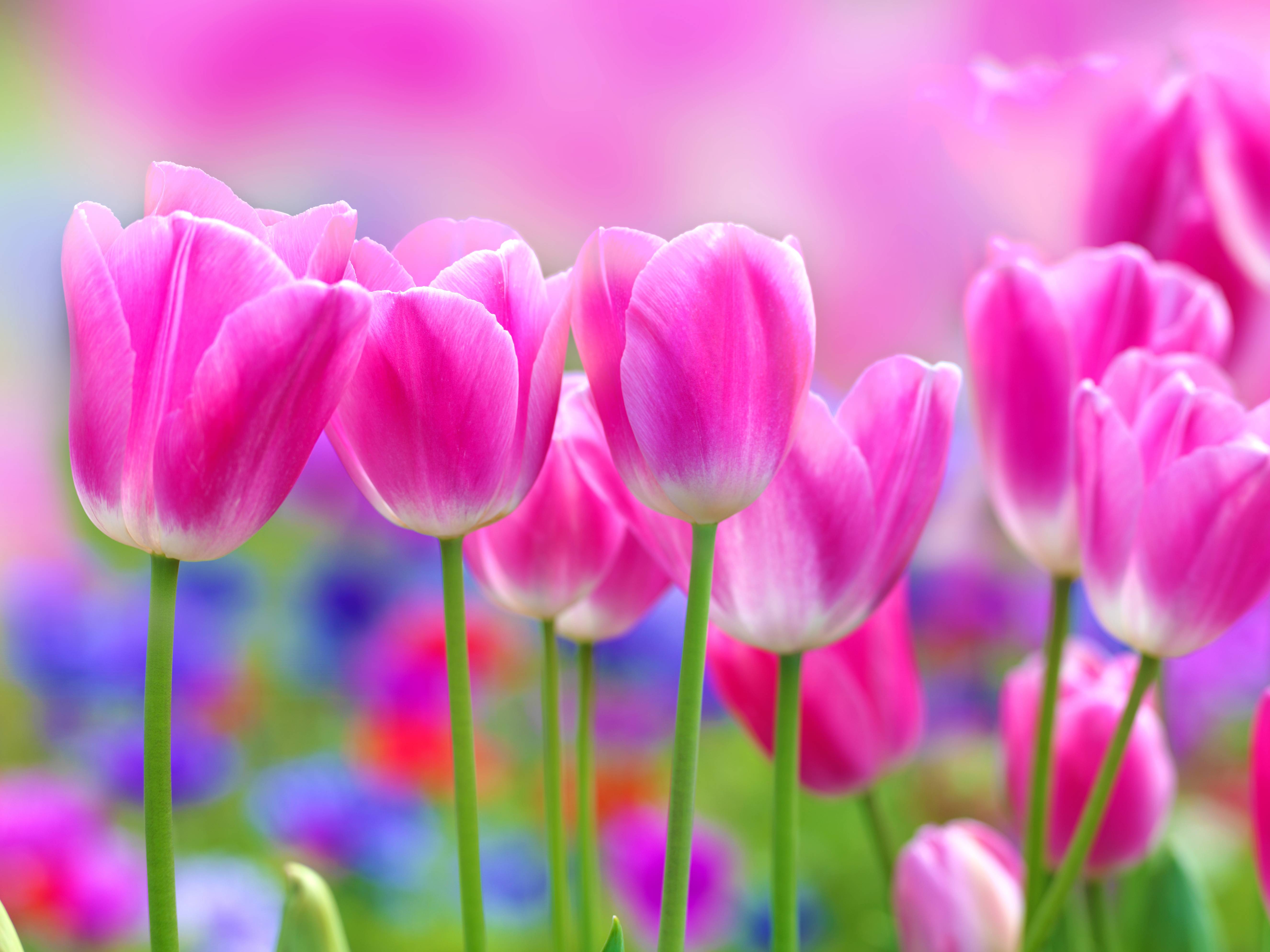 Fiori Rosa HD, 5304x3978 UHD, PC 4K