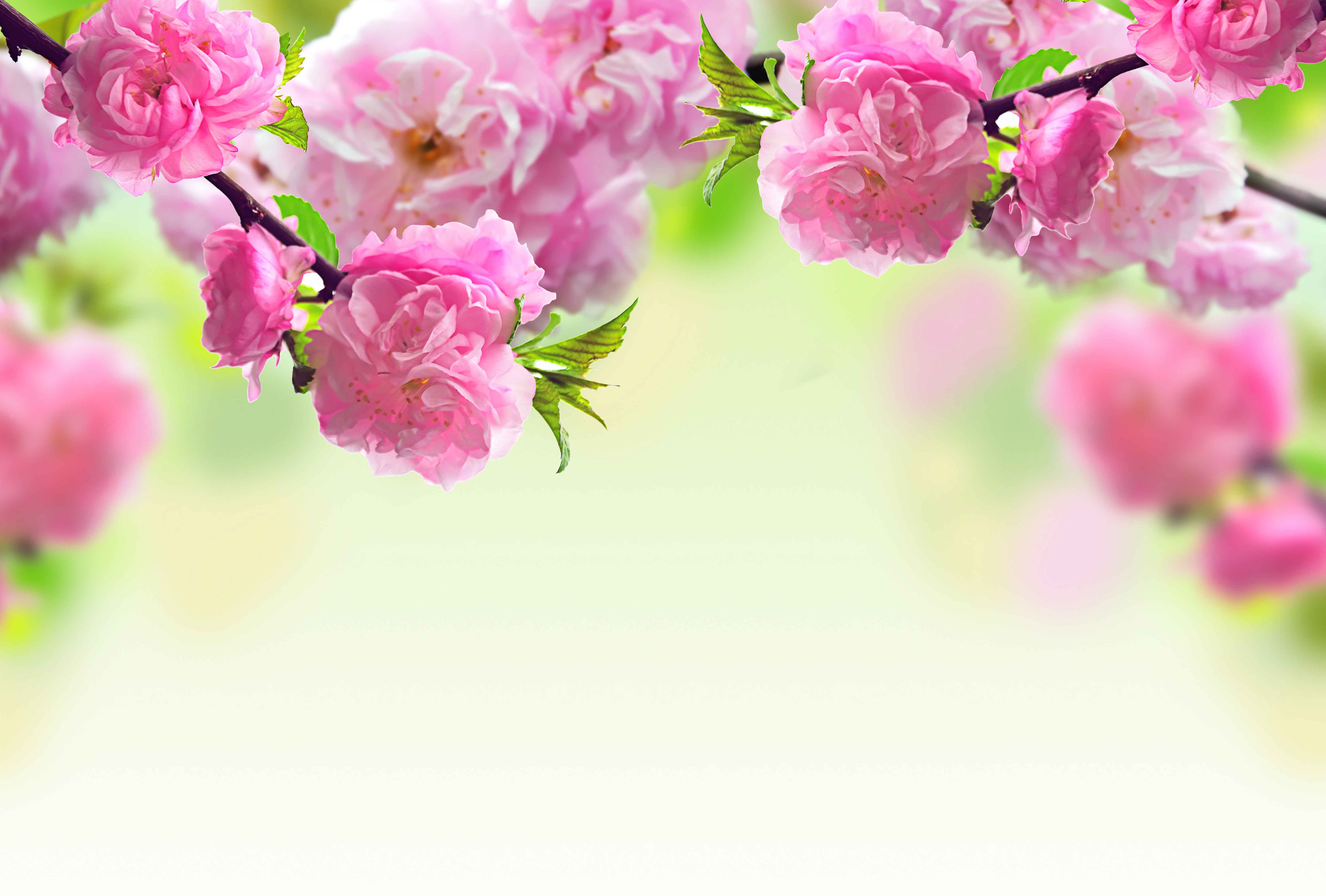 Fiori di ciliegio rosa, 6000x4056 UHD, PC 4K