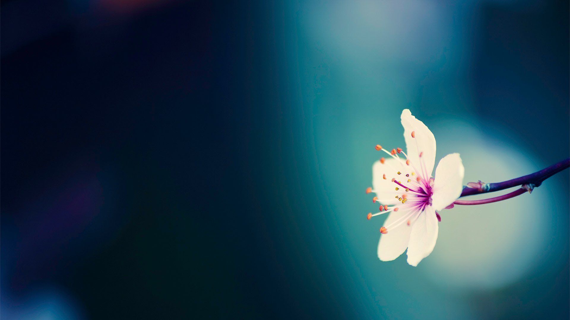 Fiore bianco su sfondo blu, 1920x1080 Full HD, Desktop