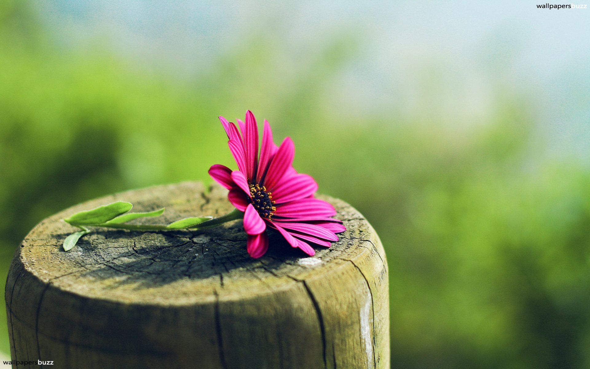 Fiore rosa su tronco, 1920x1200 WUXGA, Desktop