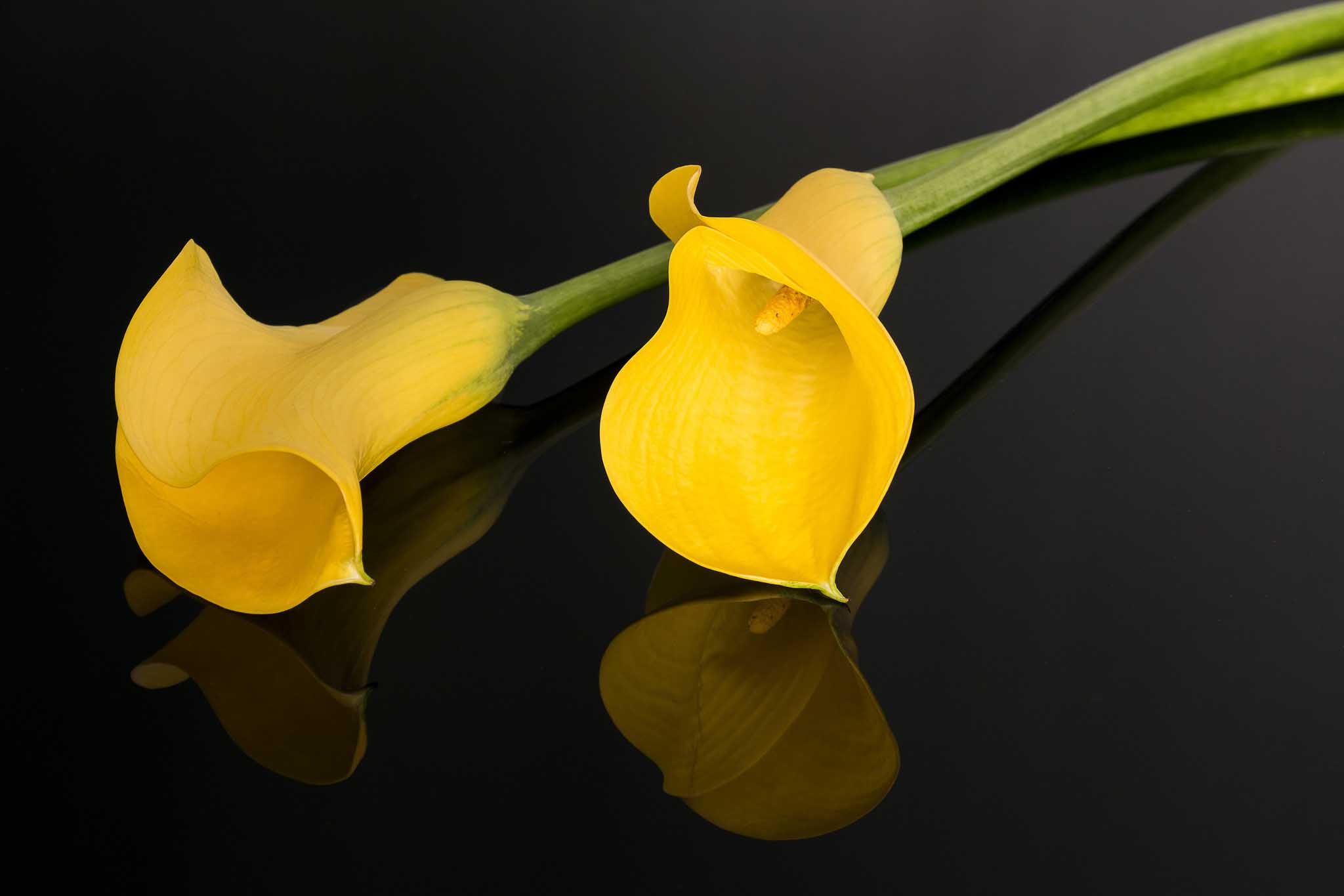 Calla gialle su nero, 2048x1365 Hi-Res, PC