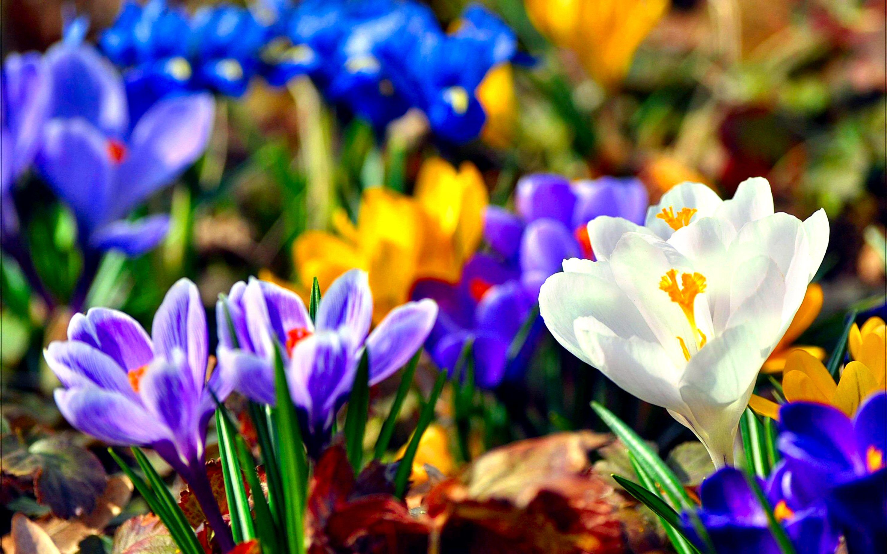 Crochi viola gialli bianchi, 2960x1850 WQXGA, Desktop