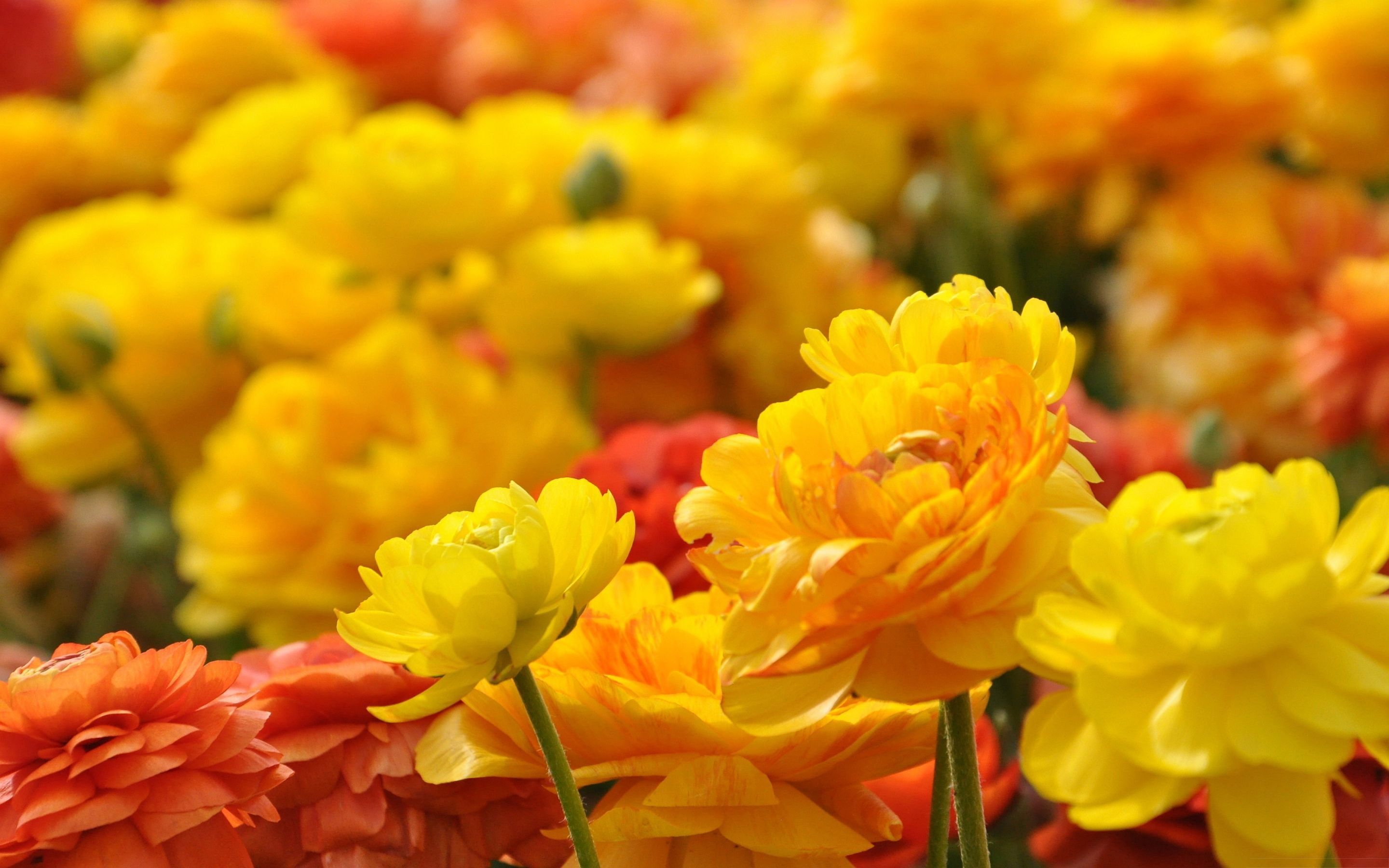 Fiori gialli e arancioni, 2880x1800 2K+, PC