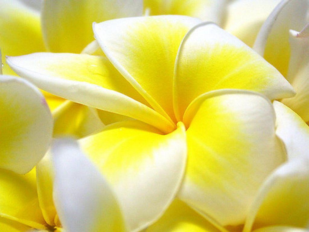 Fiori di plumeria gialli, 1024x768 HD, PC Desktop