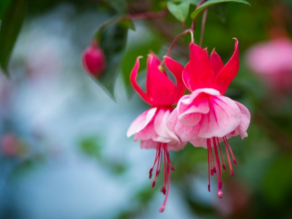 Fiori di fucsia rosa rossi, 1024x768 HD, PC