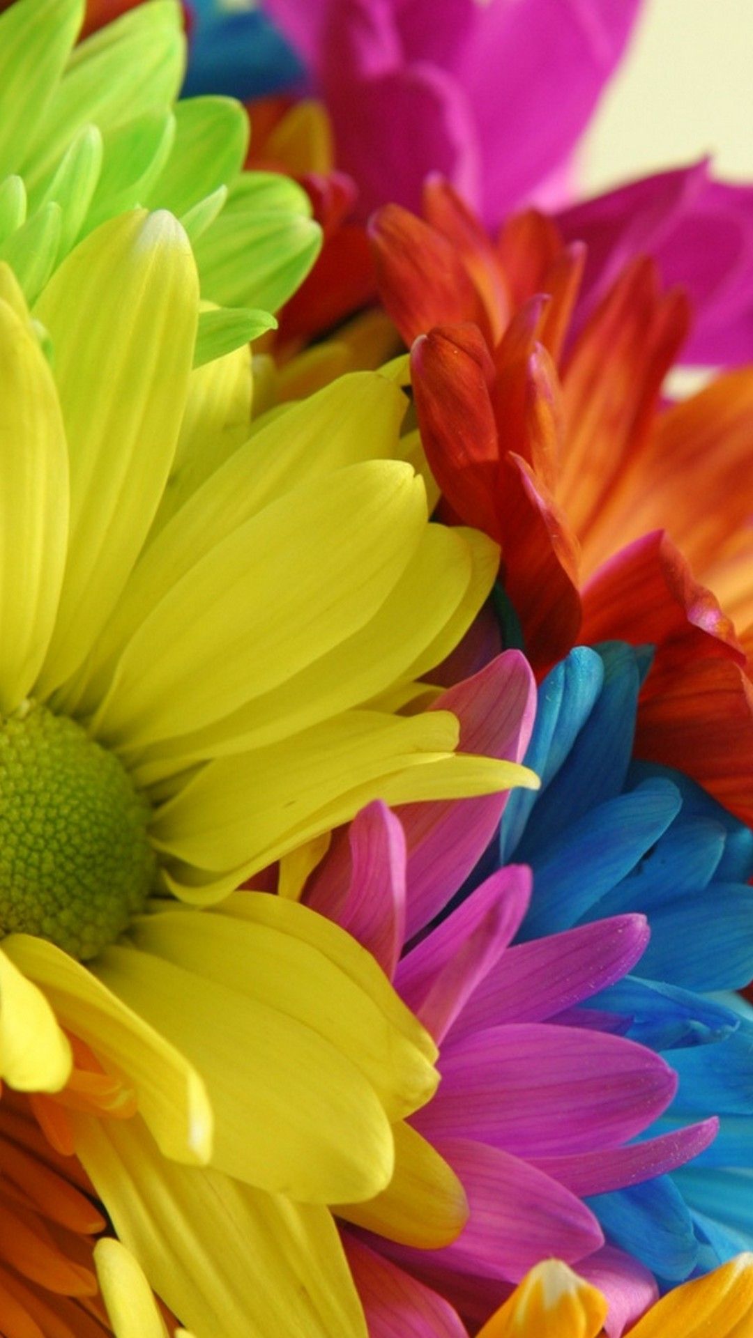 Fiori gerbera colorati, 1080x1920 Full HD Verticale, Samsung Galaxy