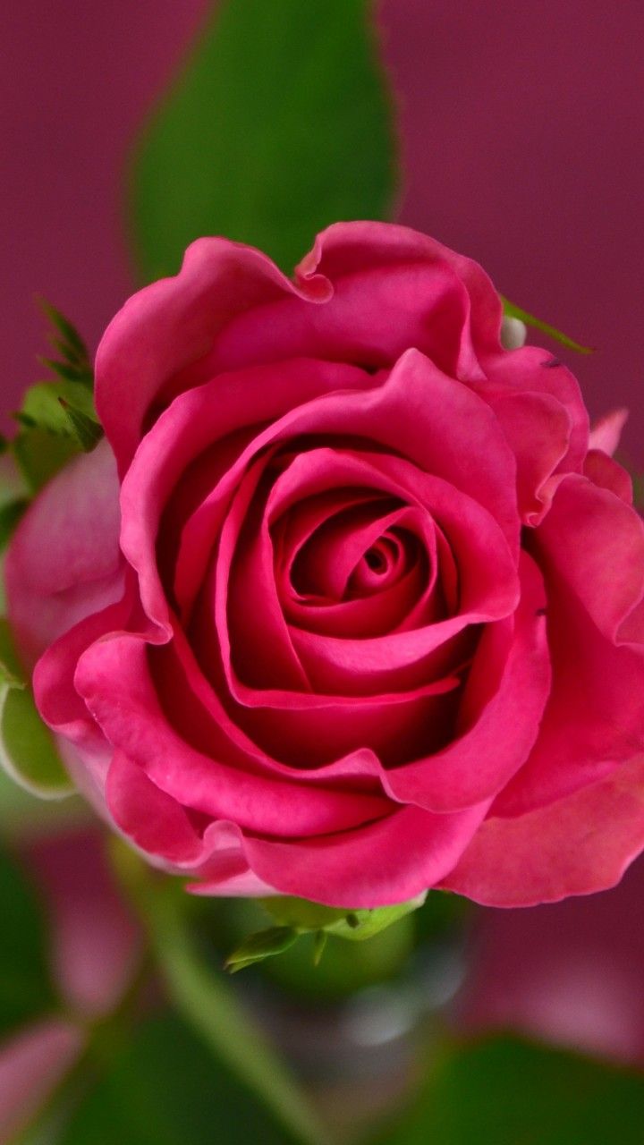 Fiori Rosa HD, 720x1280 Full HD Verticale, iPhone