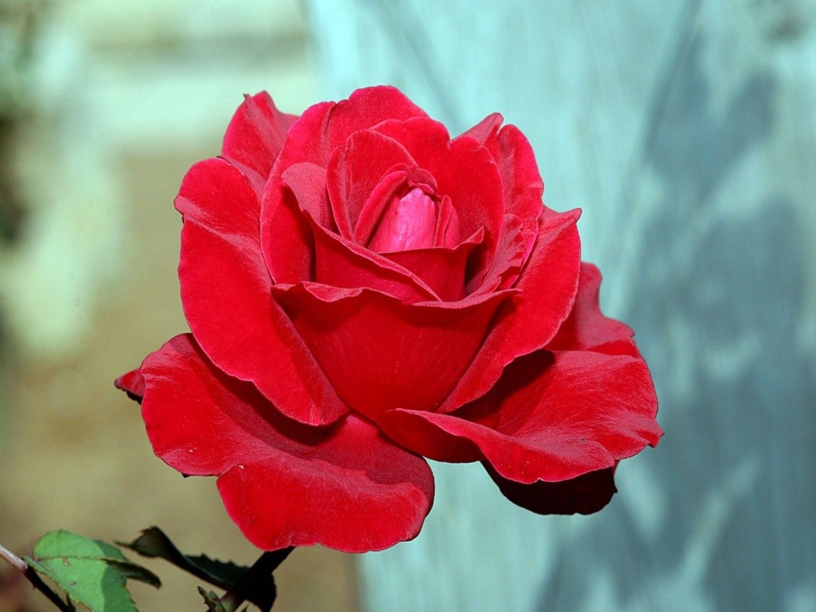 Rosa rossa in fiore, 1600x1200 900p, MacBook Air