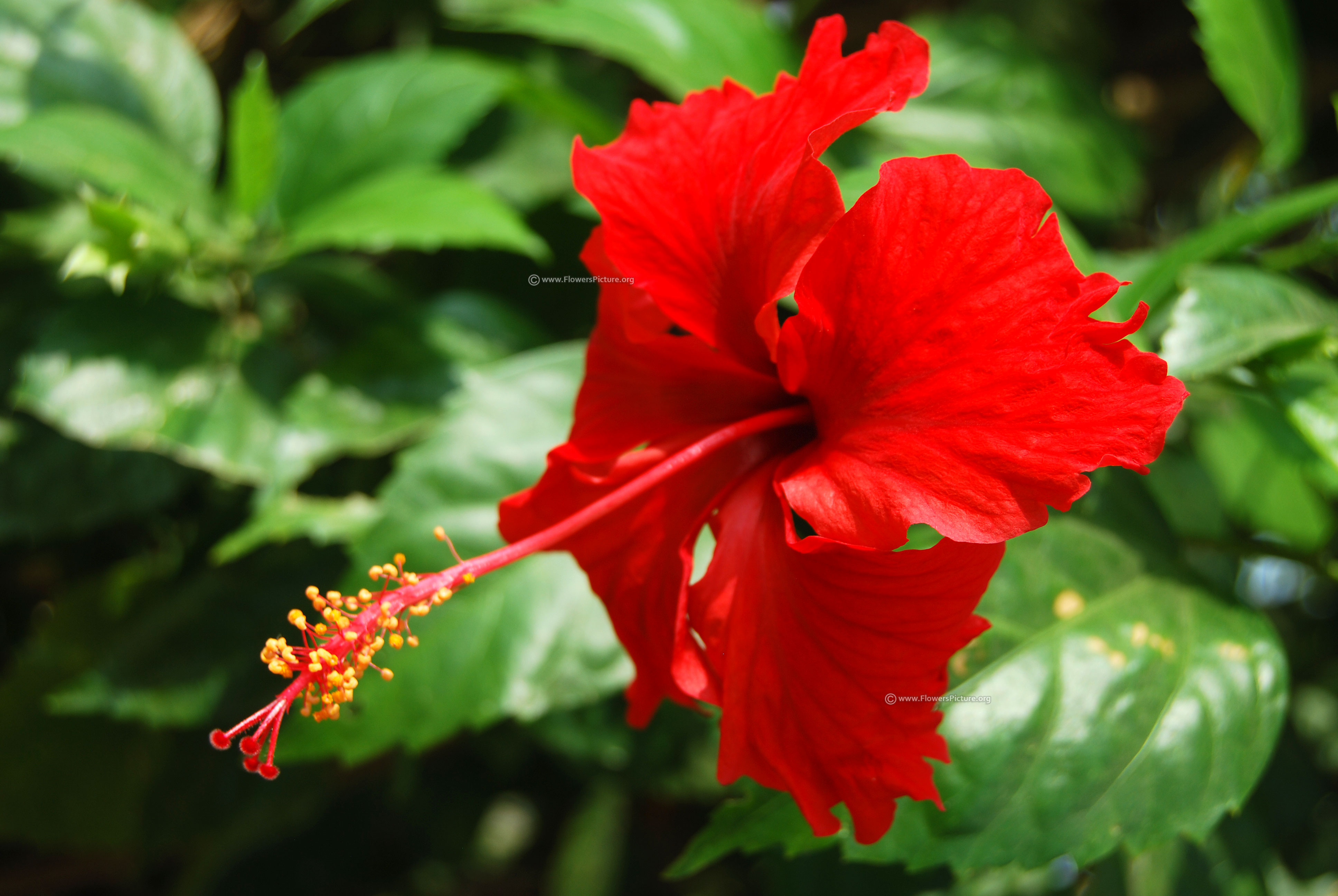 Fiore di ibisco rosso, 3872x2592 4K Ultra HD, Monitor 4K