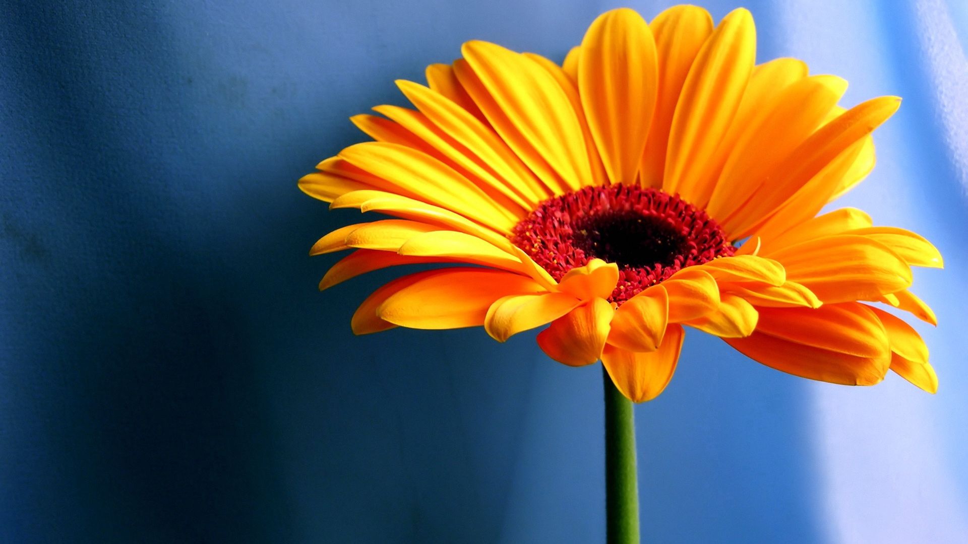 Fiore gerbera arancione, 1920x1080 Full HD 1080p, Desktop