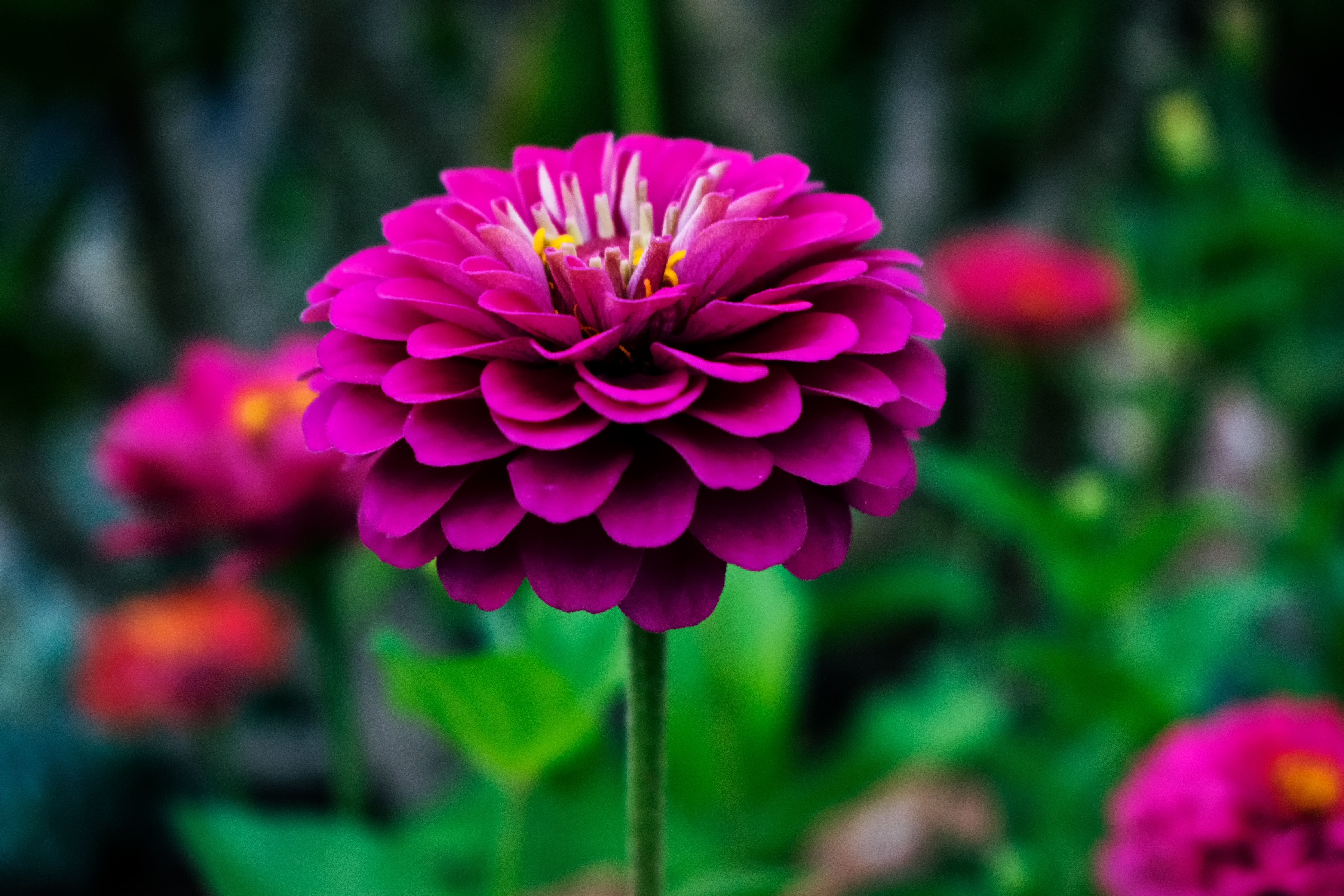 Fiore zinnia rosa fucsia, 6000x4000 4K, Desktop 4K