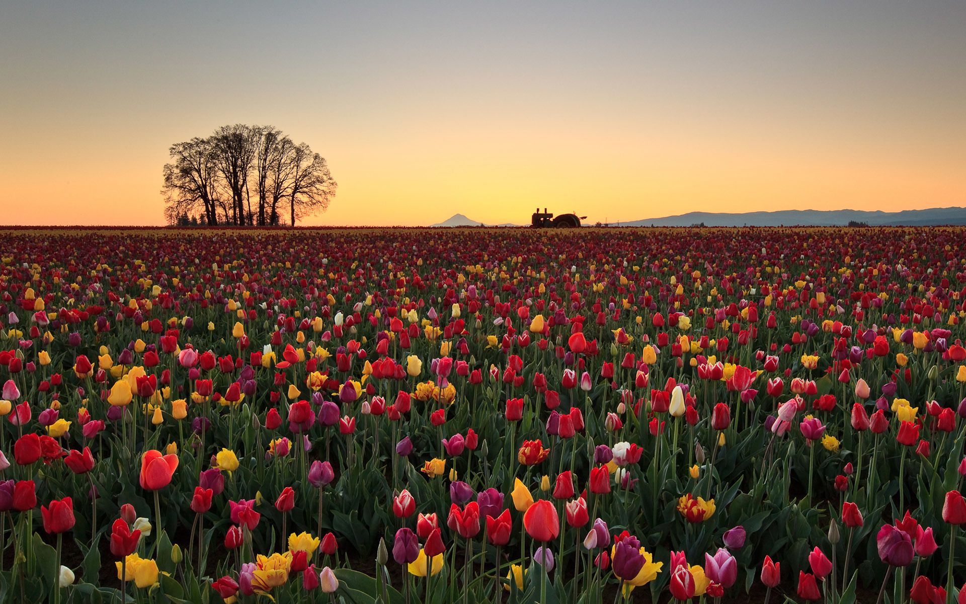 Campo di tulipani al tramonto, 1920x1200 Full HD+ WUXGA, Laptop