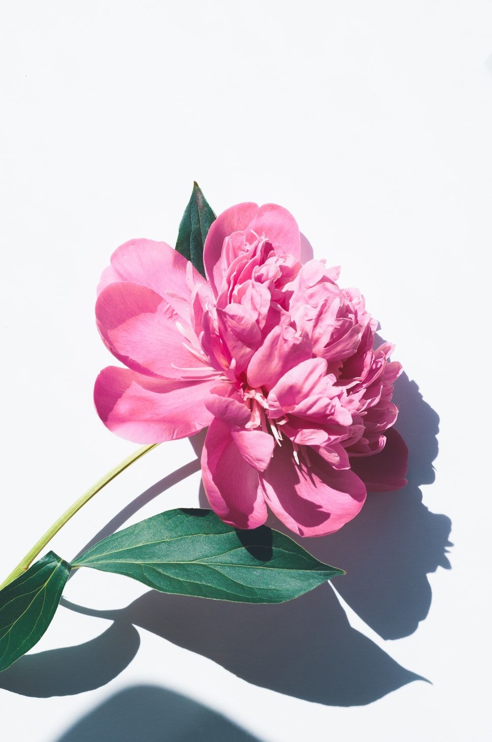Fiore di peonia rosa, 1000x1506 Full HD Verticale, iPhone