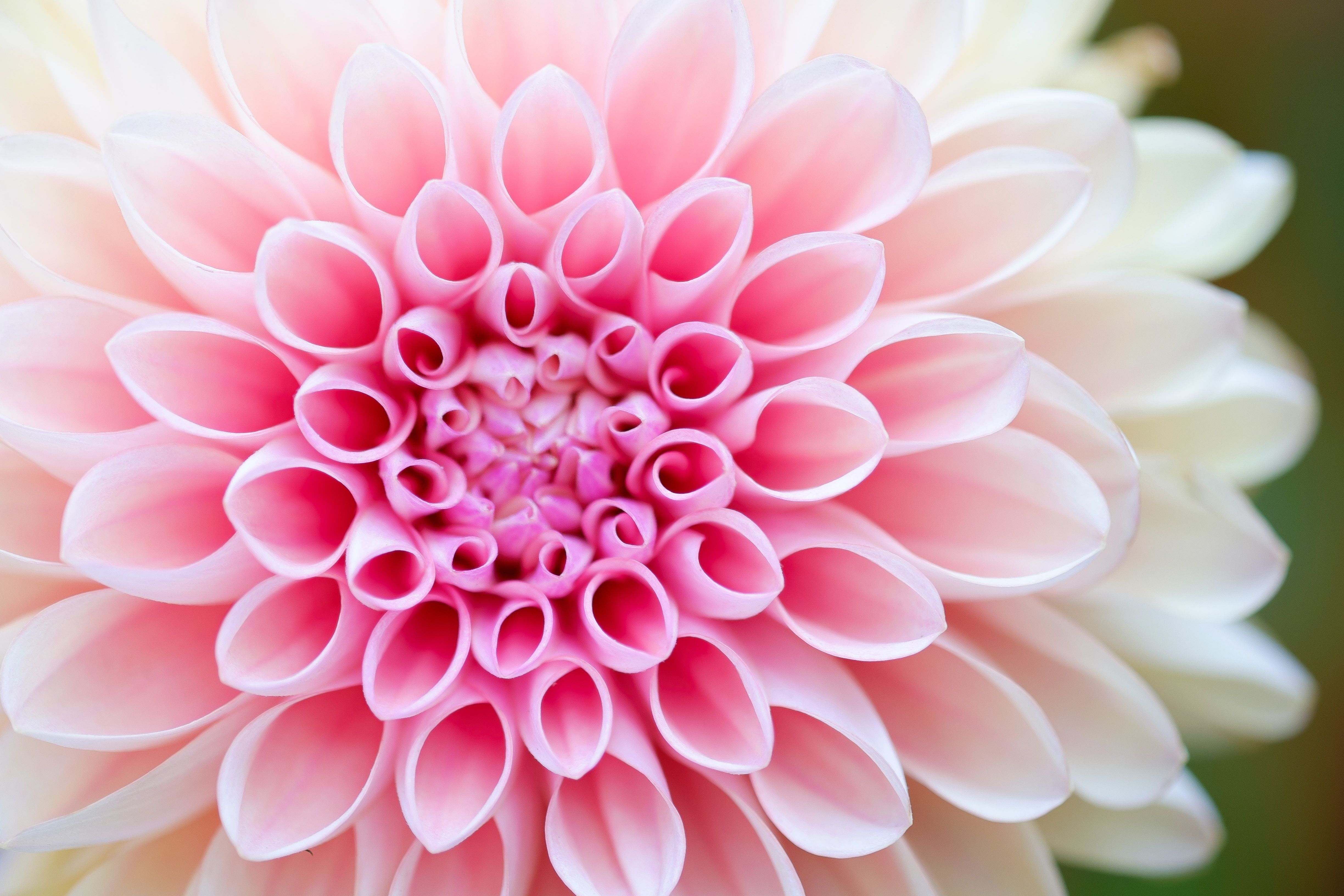 Dalia rosa in primo piano, 4896x3264 4K, Desktop 4K