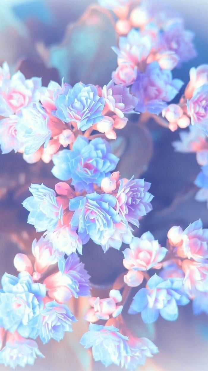Fiori pastello blu e rosa, 700x1244 Verticale, Telefono