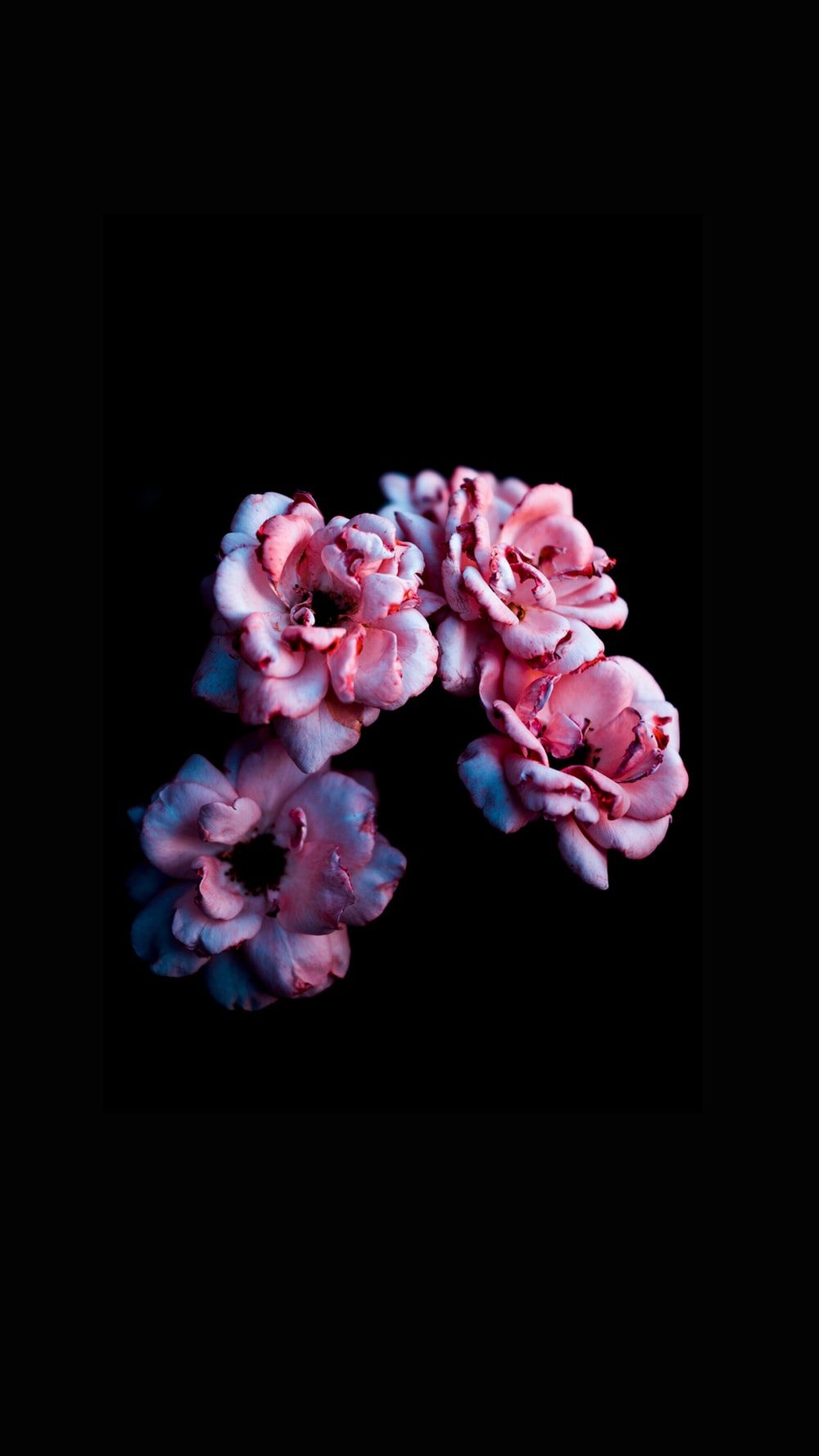 Rose rosa su sfondo nero, 1000x1778 Full HD Verticale, Smartphone