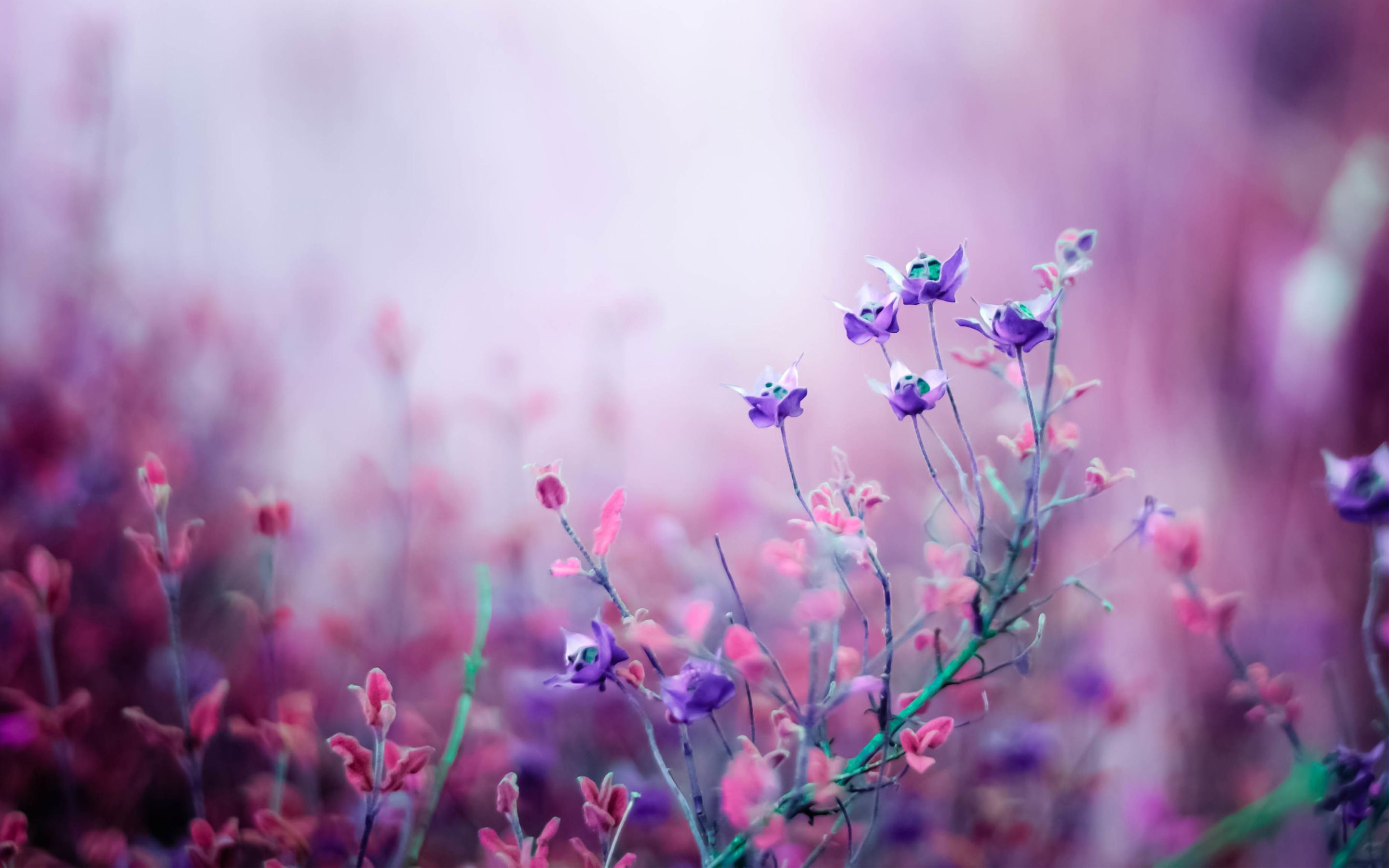 Fiori viola sfocati, atmosfera romantica, 2880x1800 WQXGA, MacBook Pro